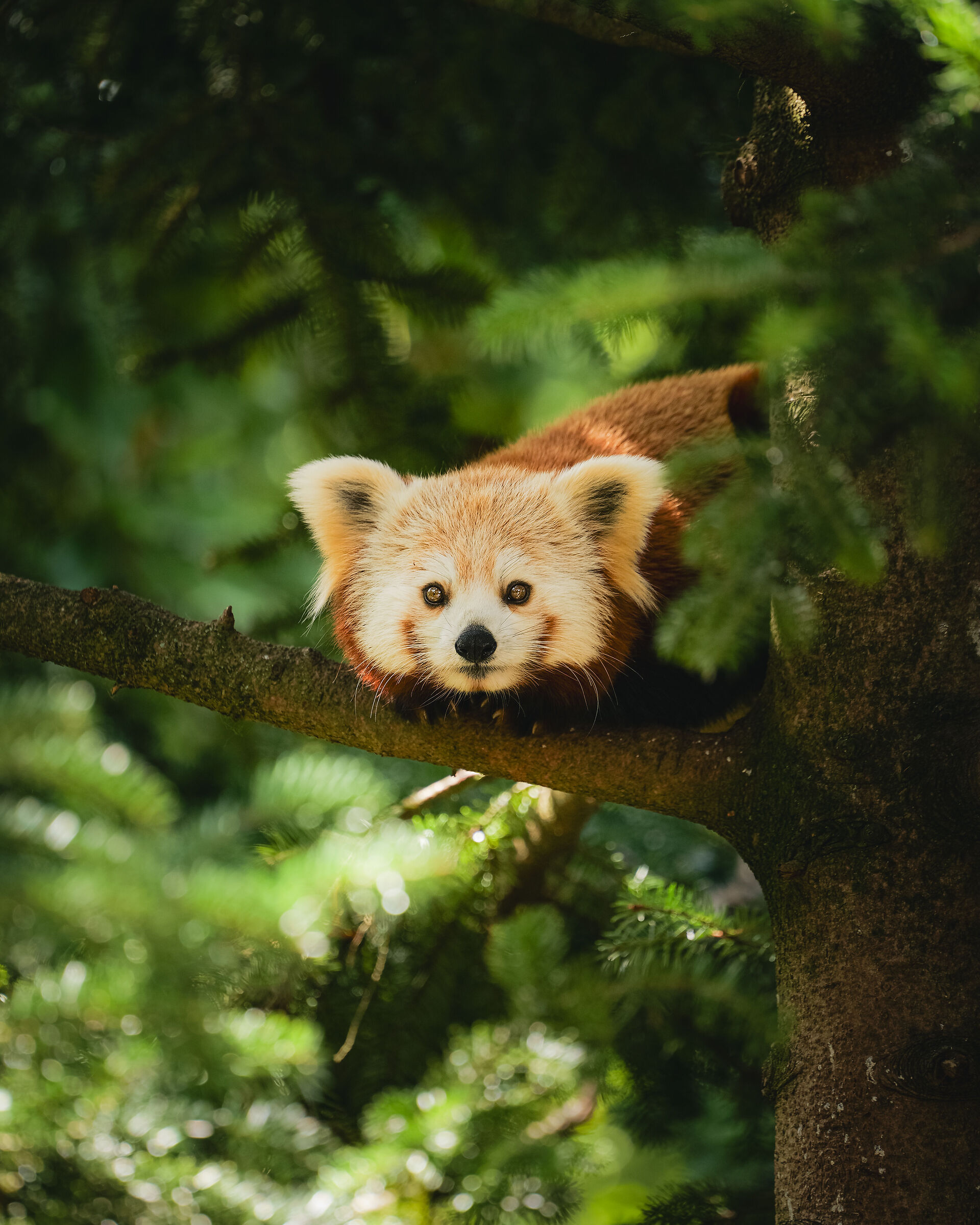 Red panda