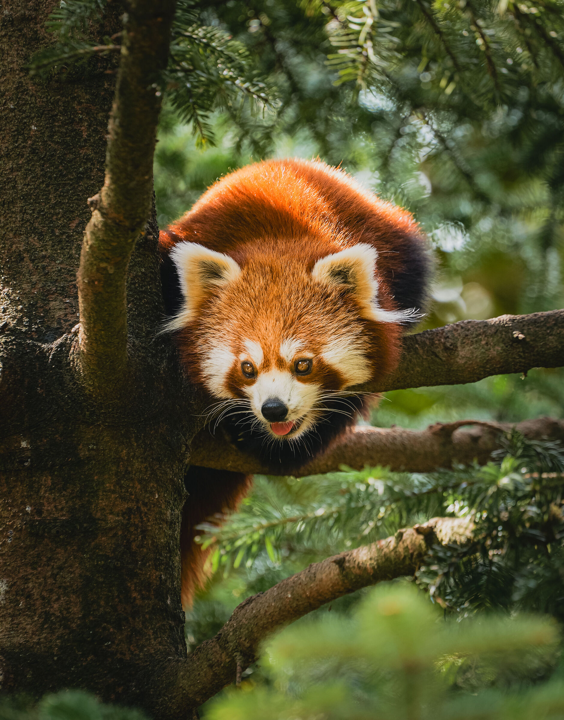 Red Panda 2