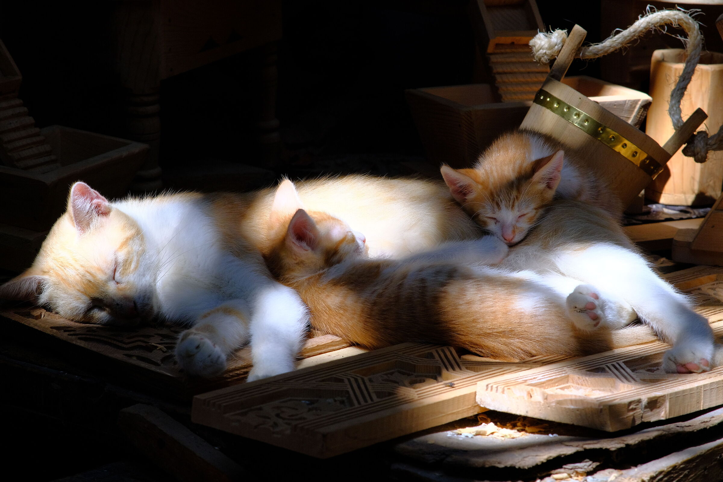 The cats of Fez