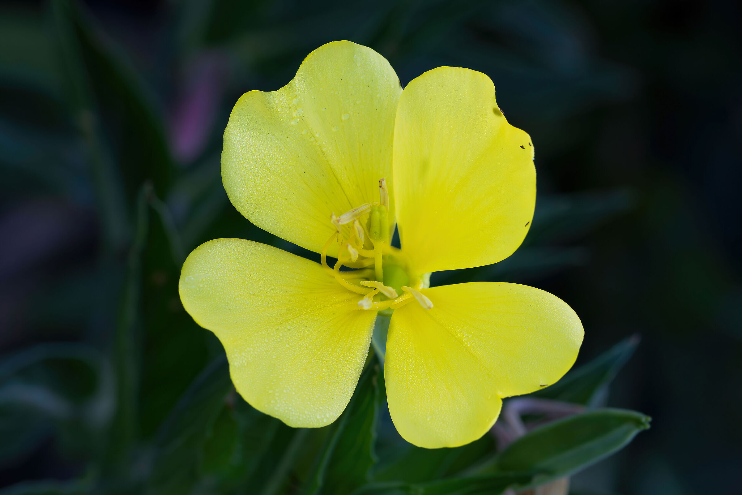 Oenothera sp. z o.o.
