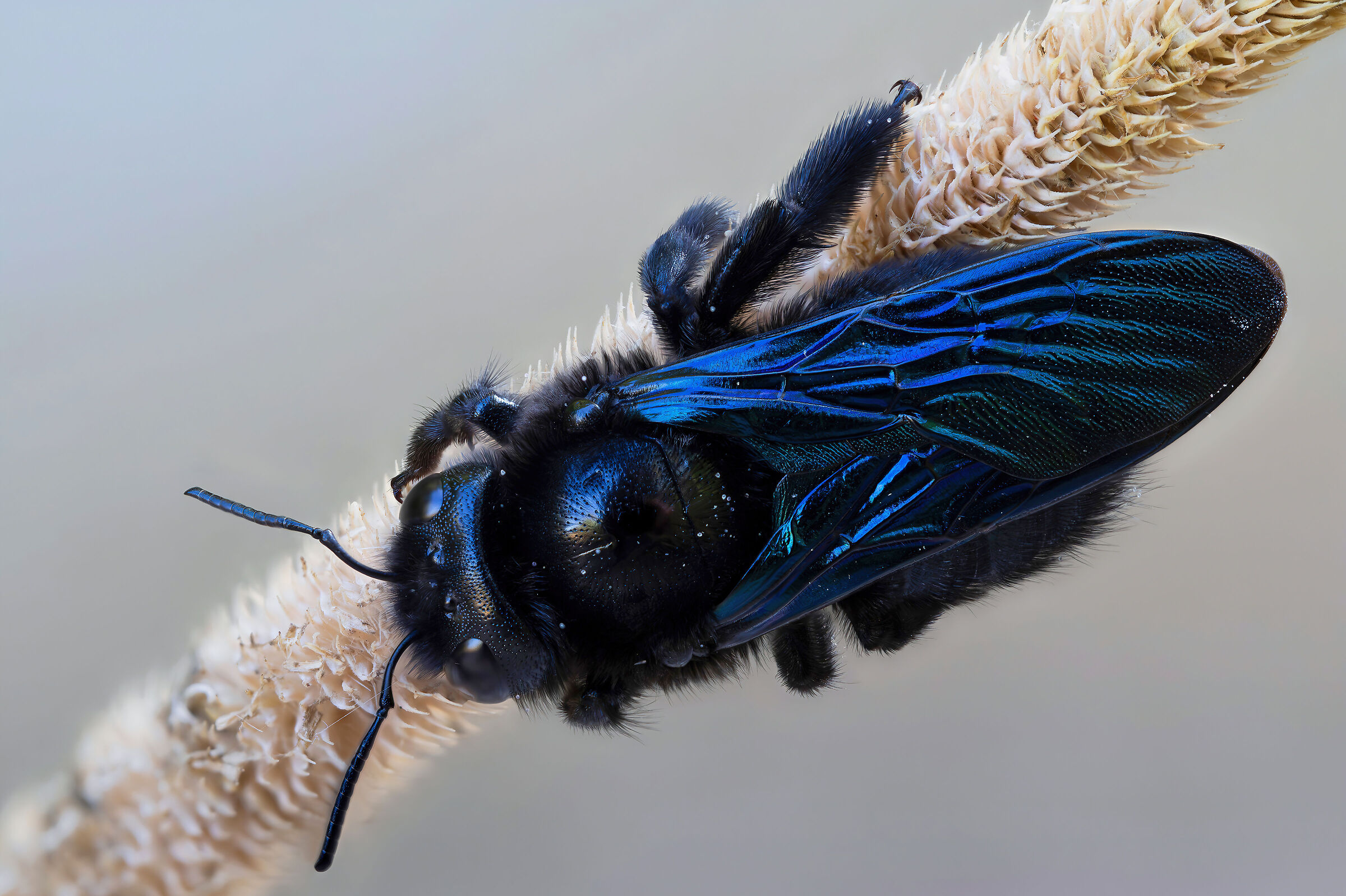 Xylocopa violacea