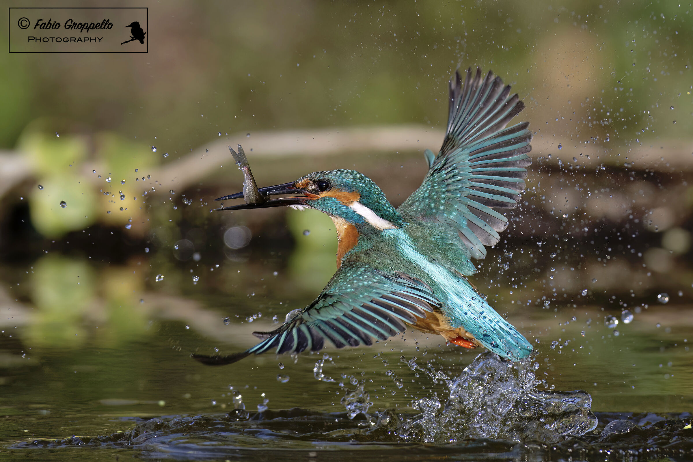 Kingfisher with prey