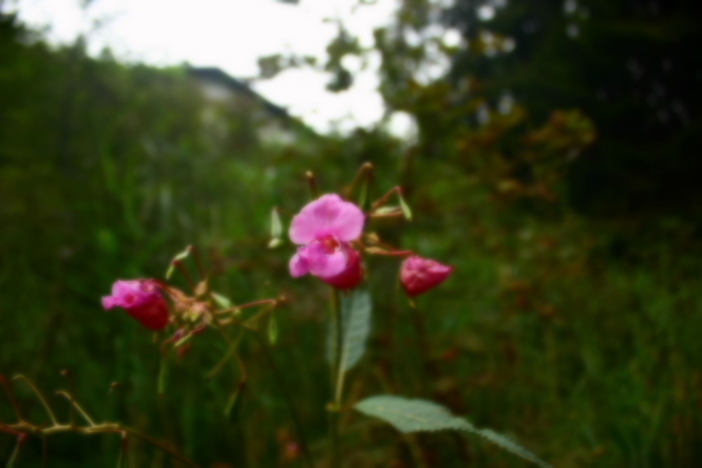 Wild flowers on the side of the road