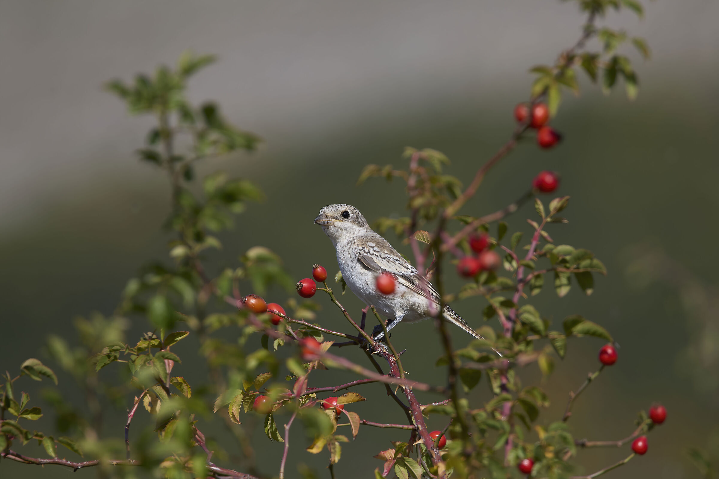 Red-backed shrike