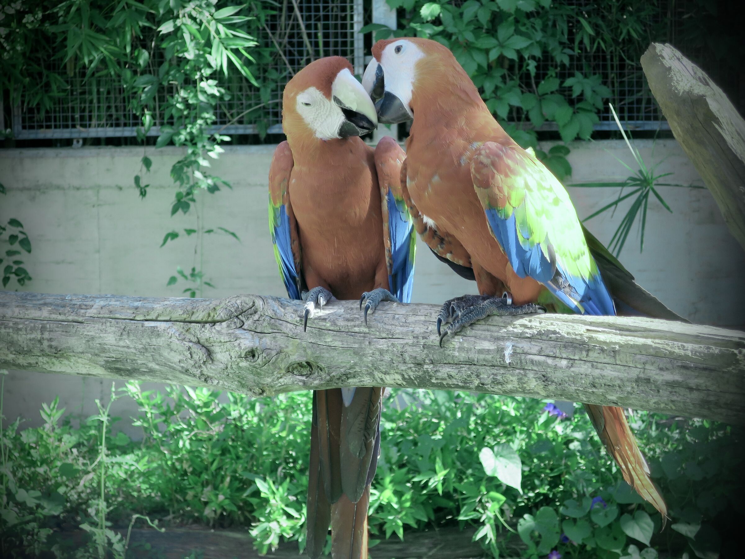 The kiss of parrots