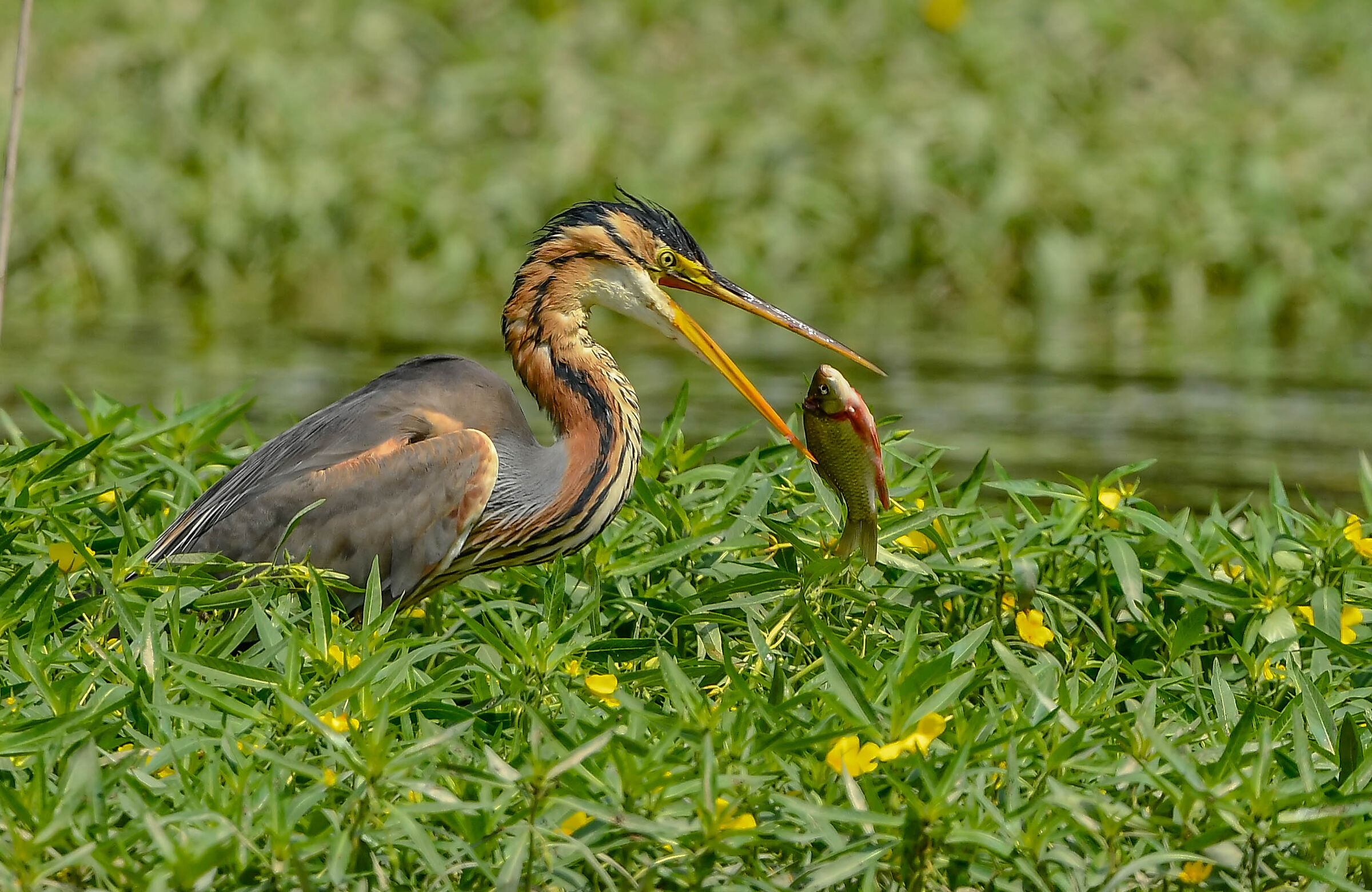 Purple heron