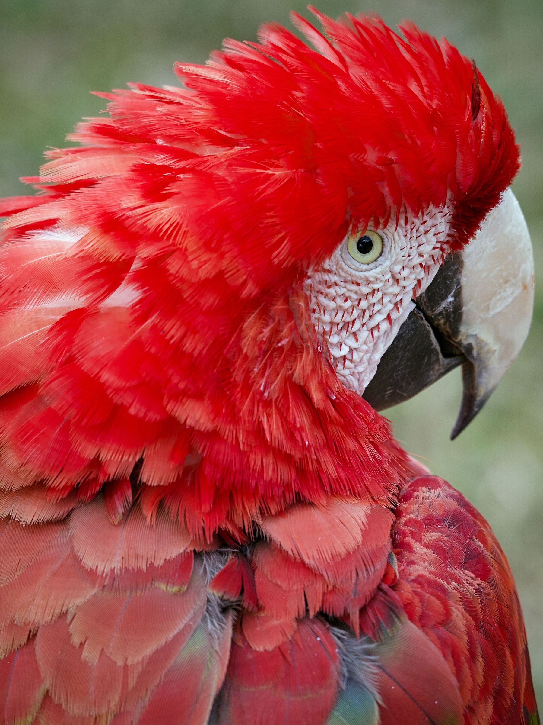 Arara