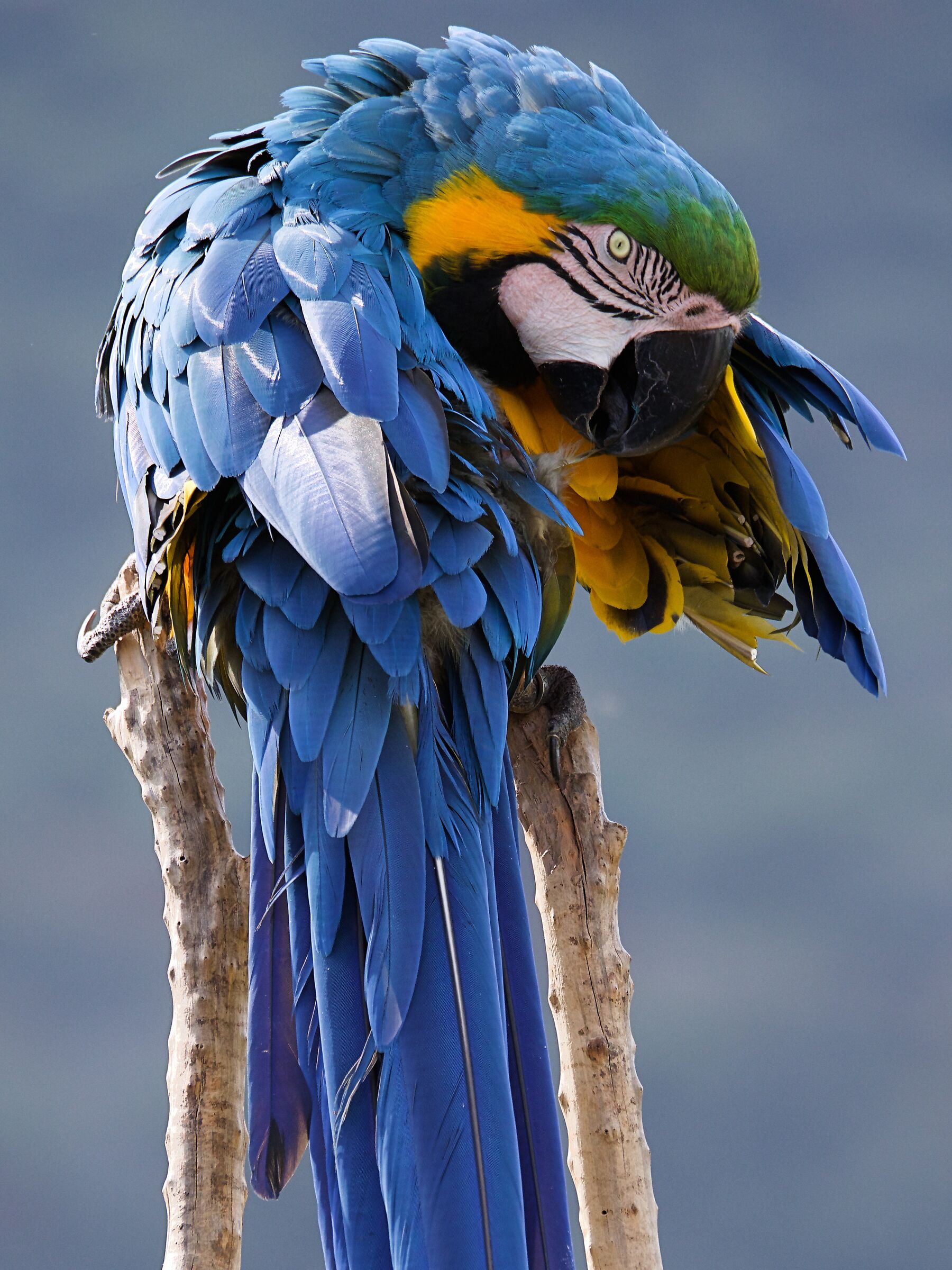 Arara