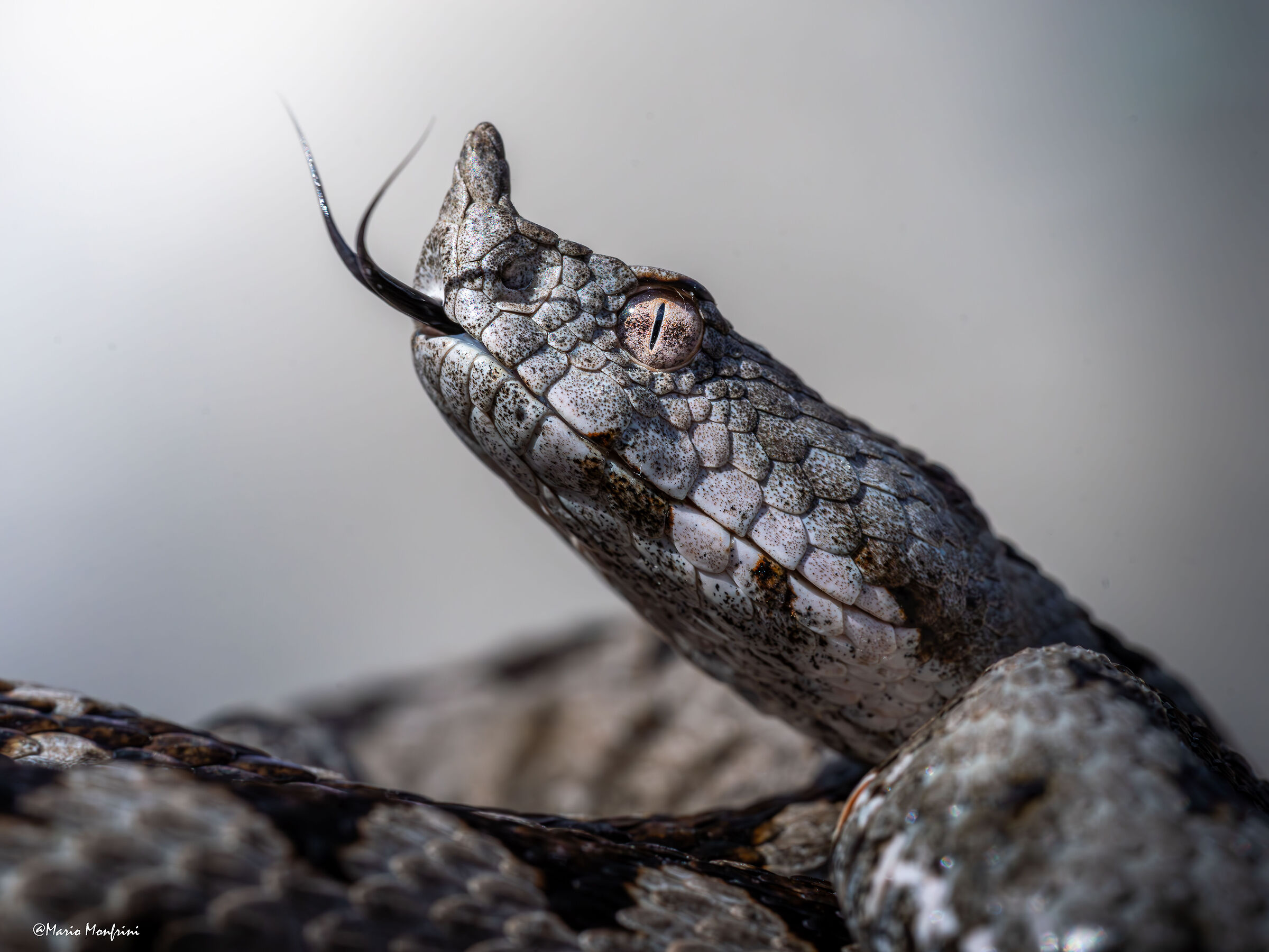 Beautiful to die for