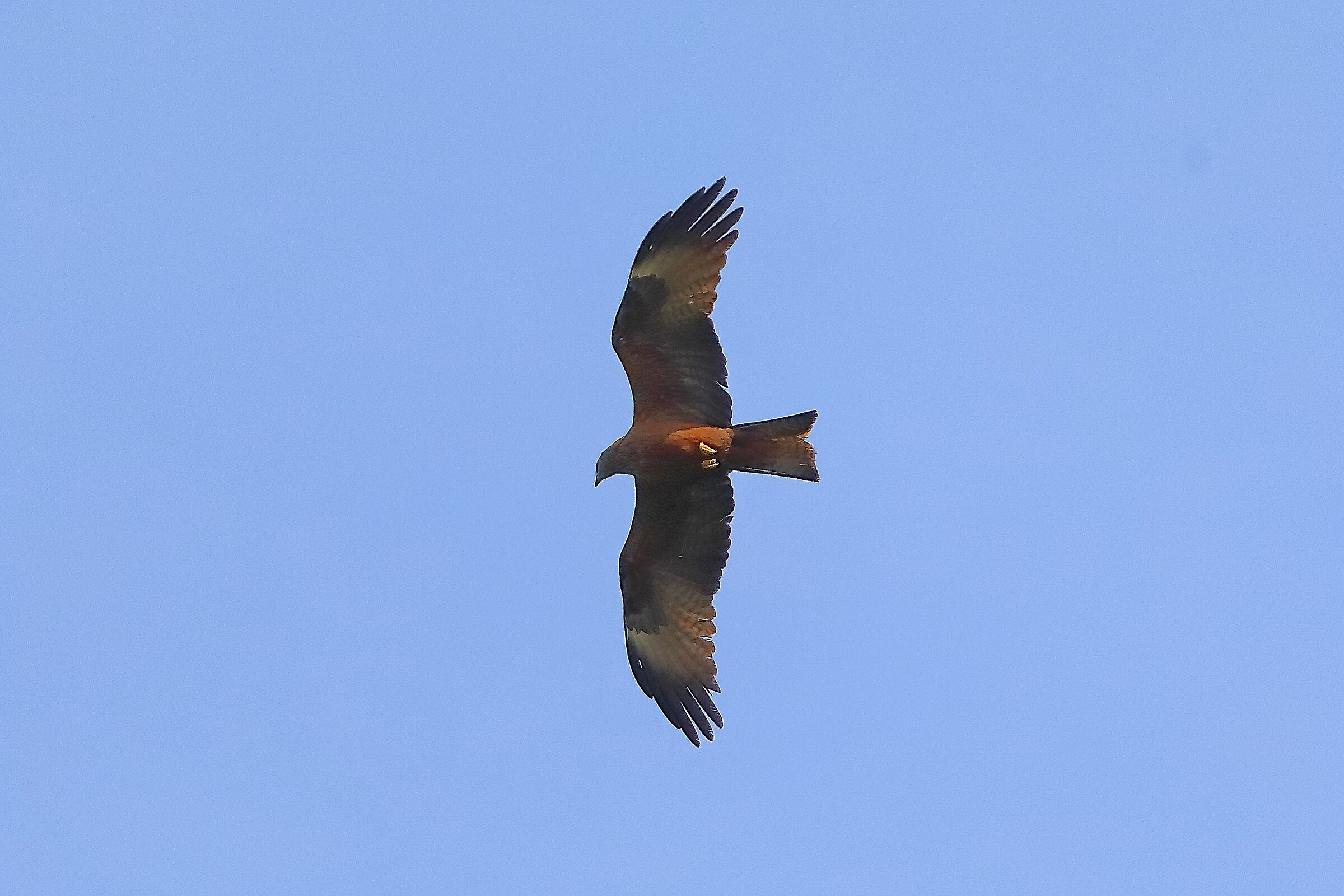 Nibbio bruno 30 aprile 2024 - 0011