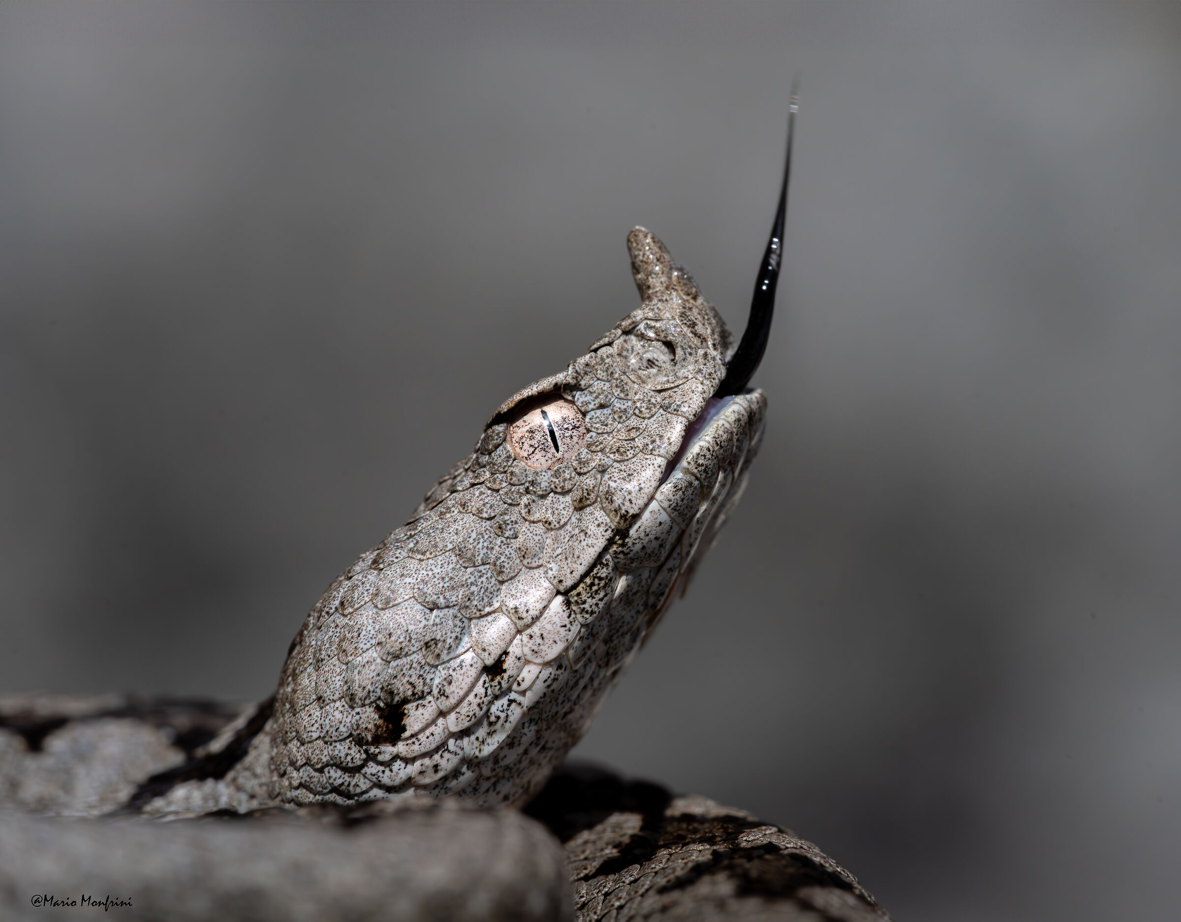 Beautiful to die for