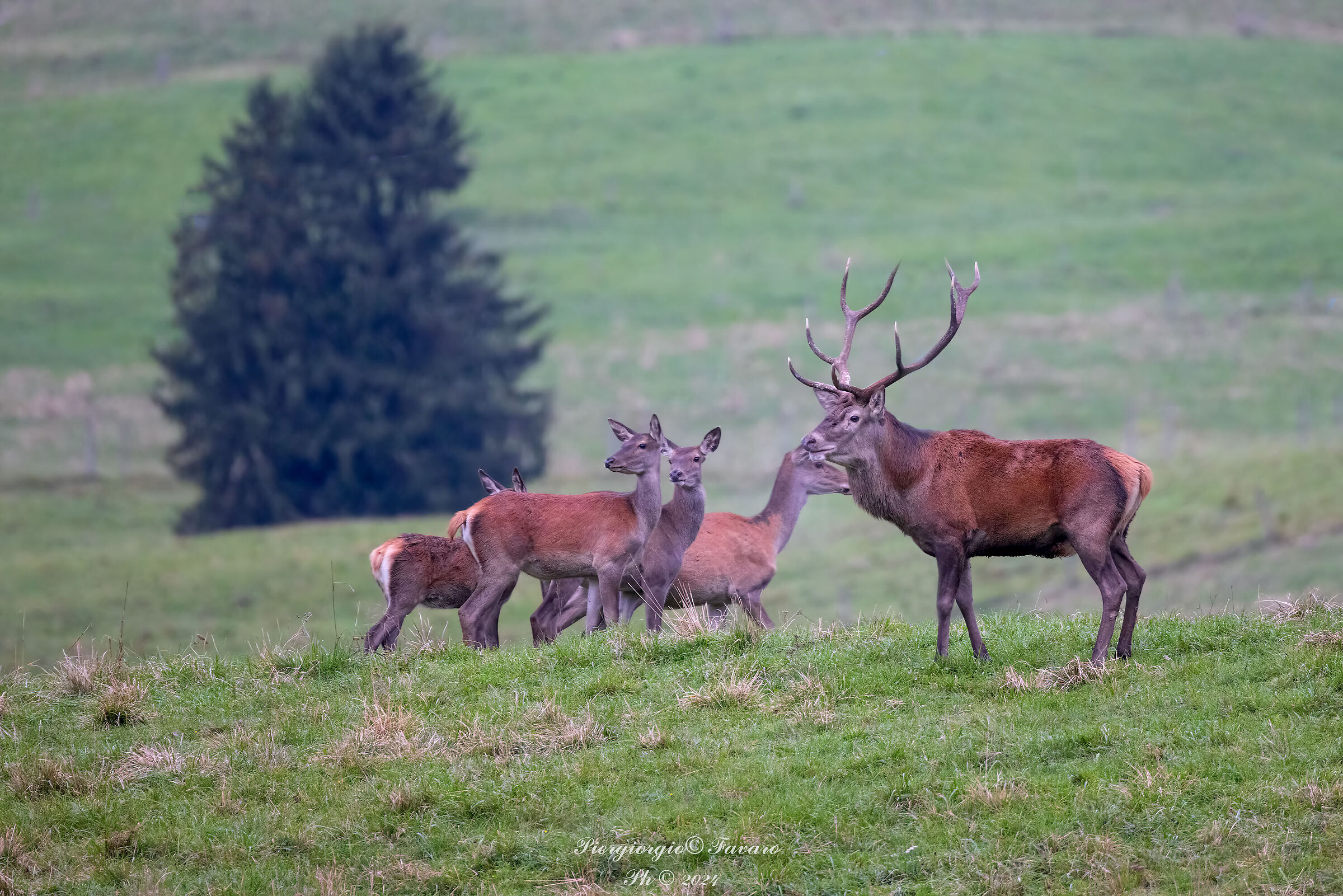The King and his Harem