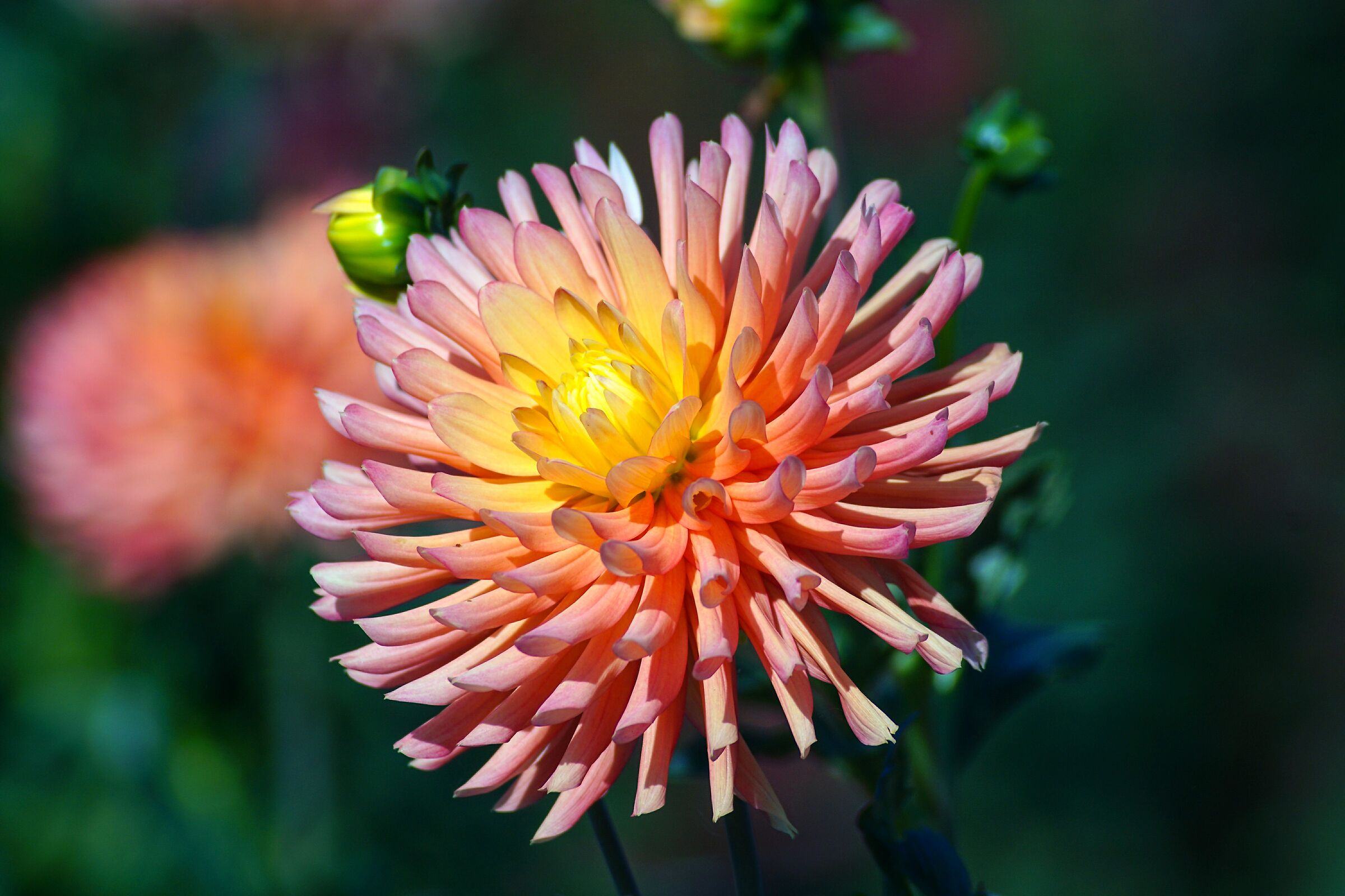 Giardino botanico dell'Università Vytautas Magnus