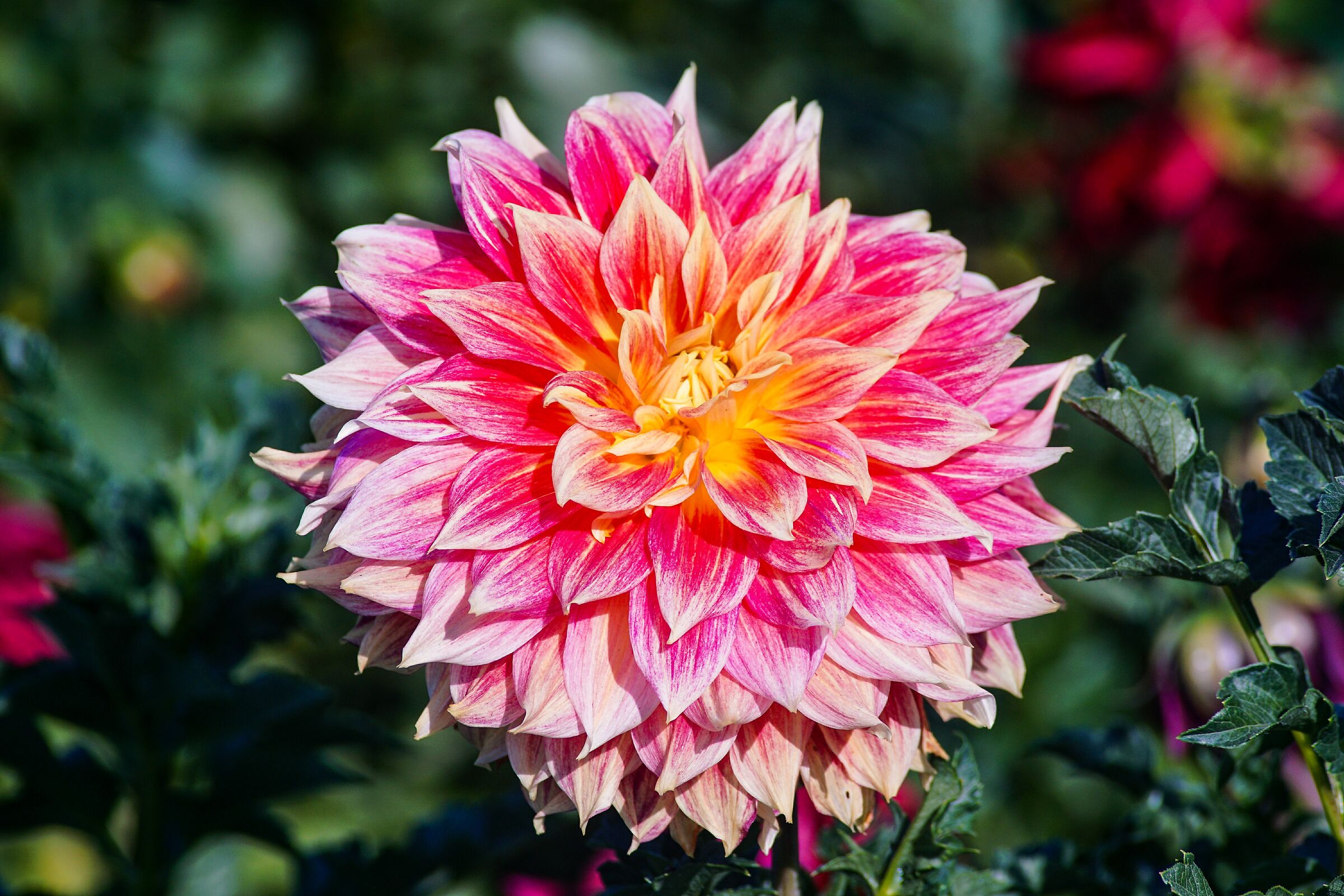 Giardino botanico dell'Università Vytautas Magnus