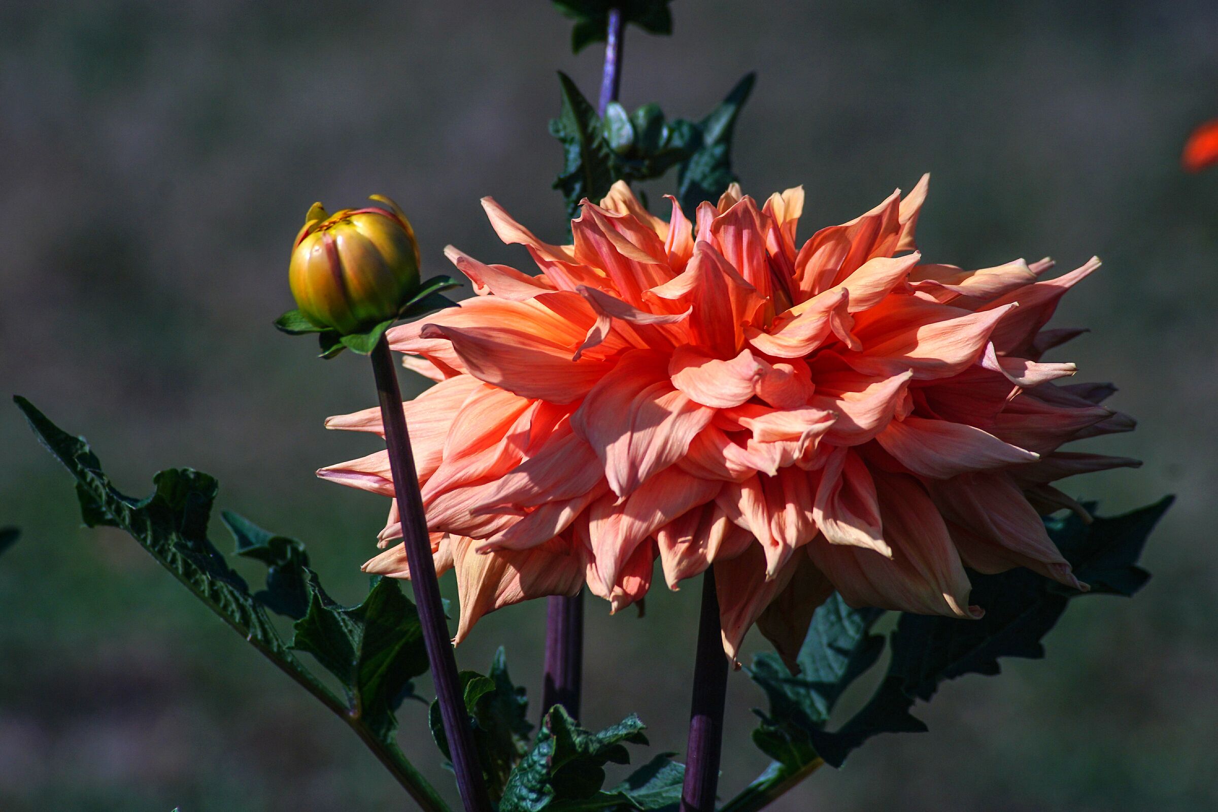 Giardino botanico dell'Università Vytautas Magnus