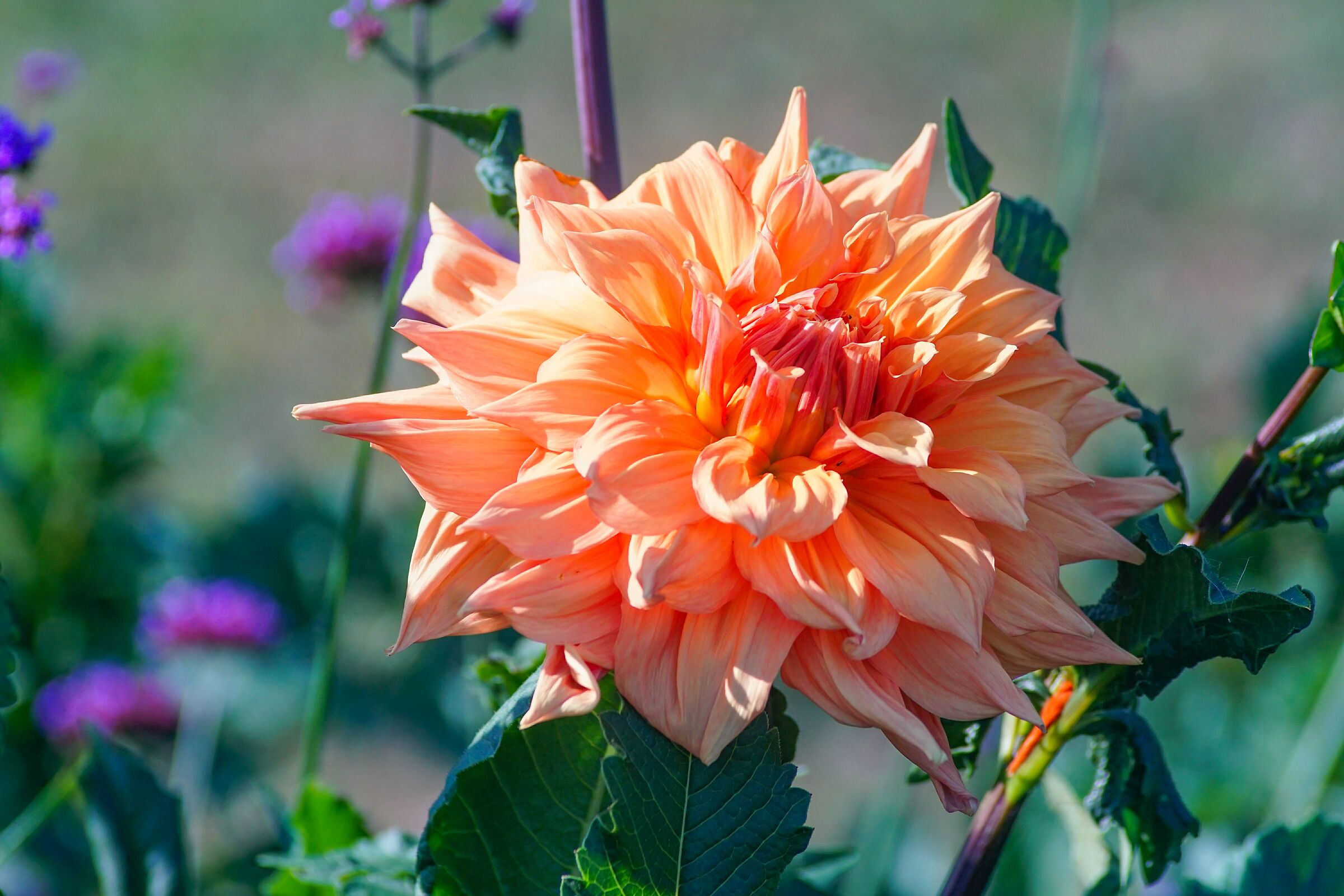 Giardino botanico dell'Università Vytautas Magnus