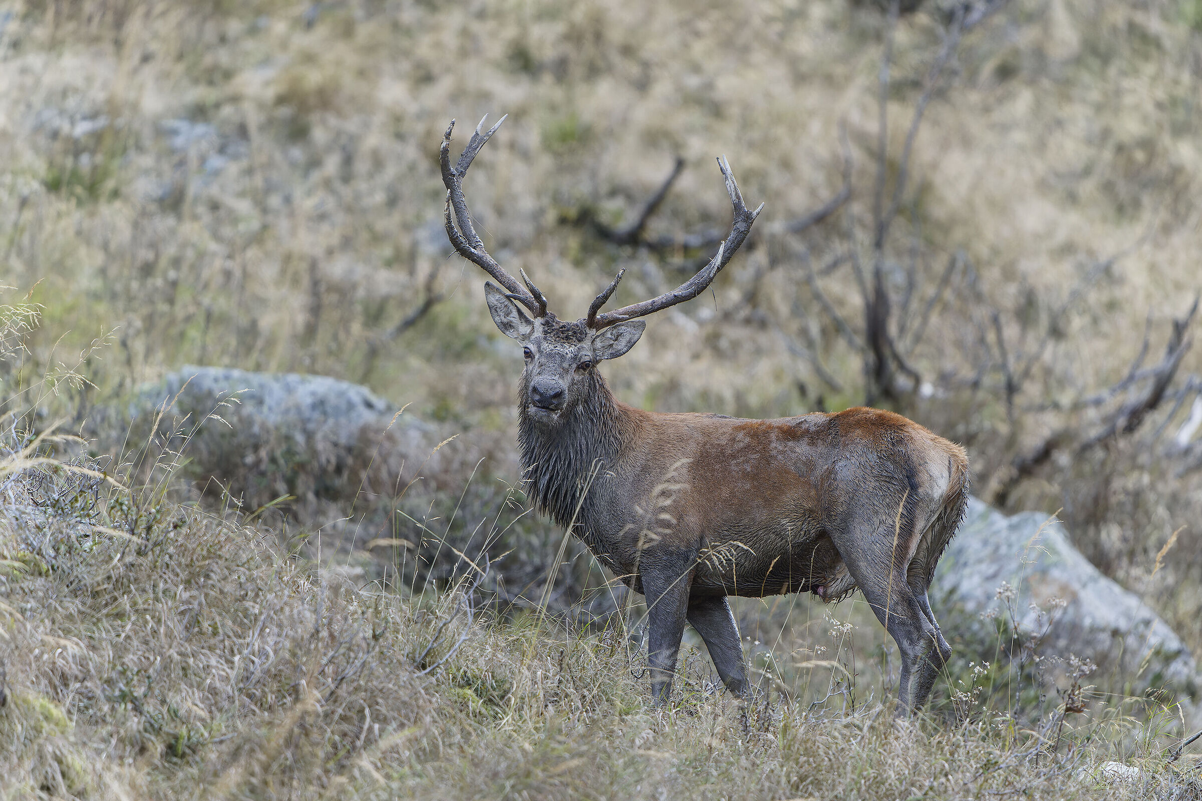 Roaring deer 2024