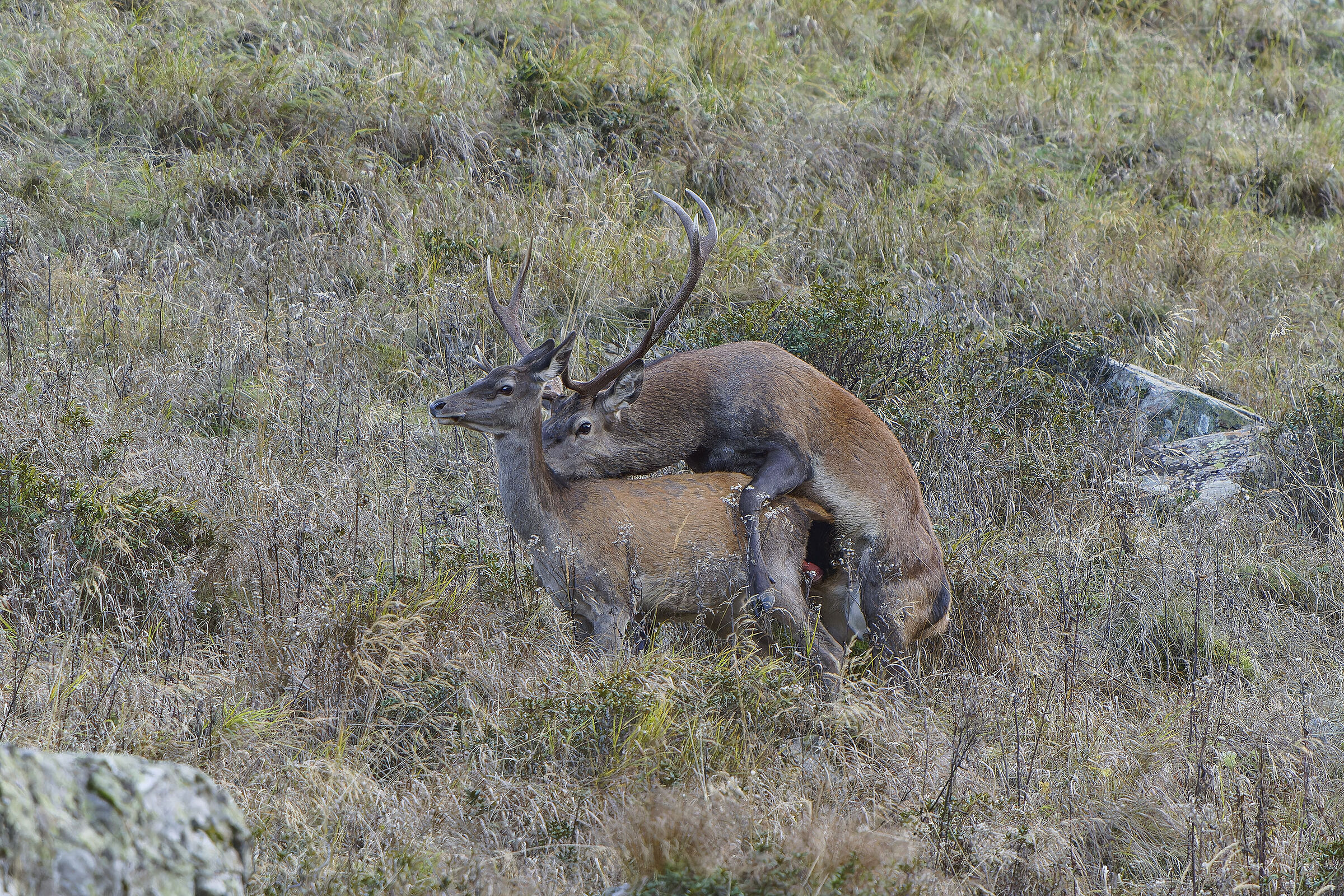 Deer mating 2024