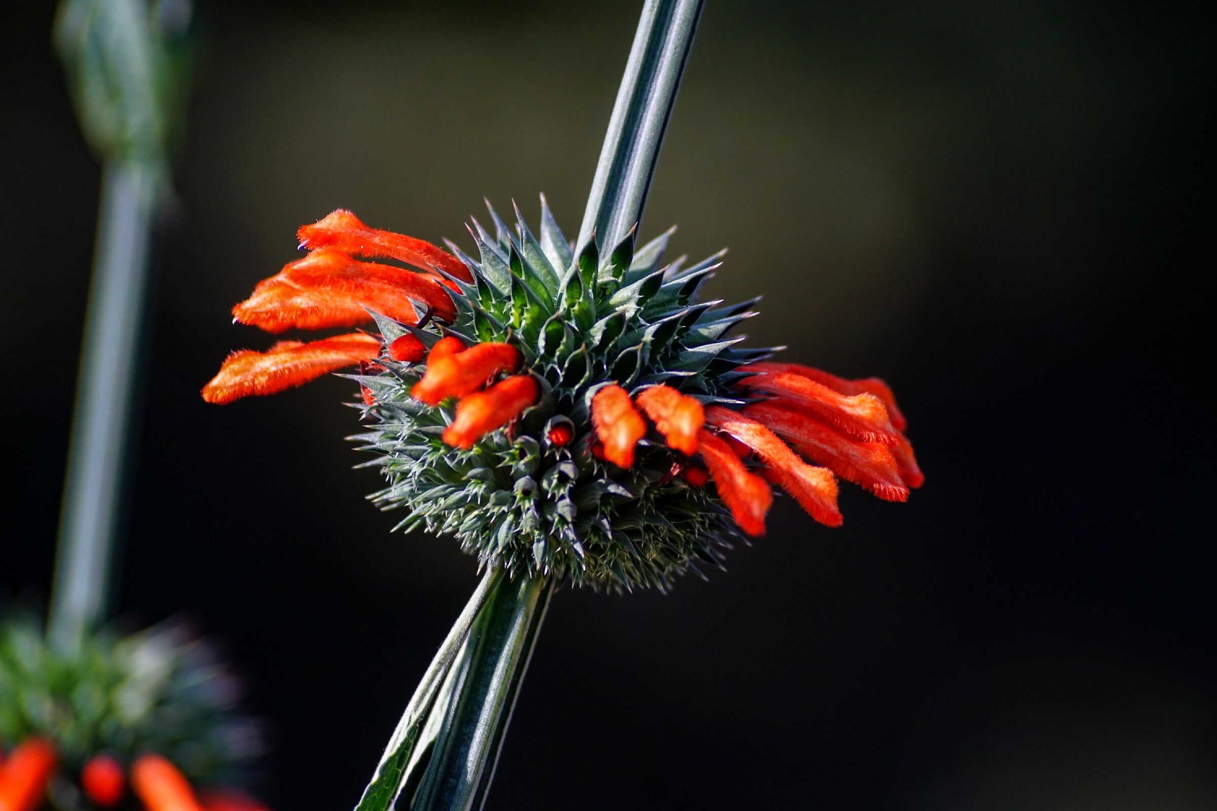 Giardino botanico dell'Università Vytautas Magnus