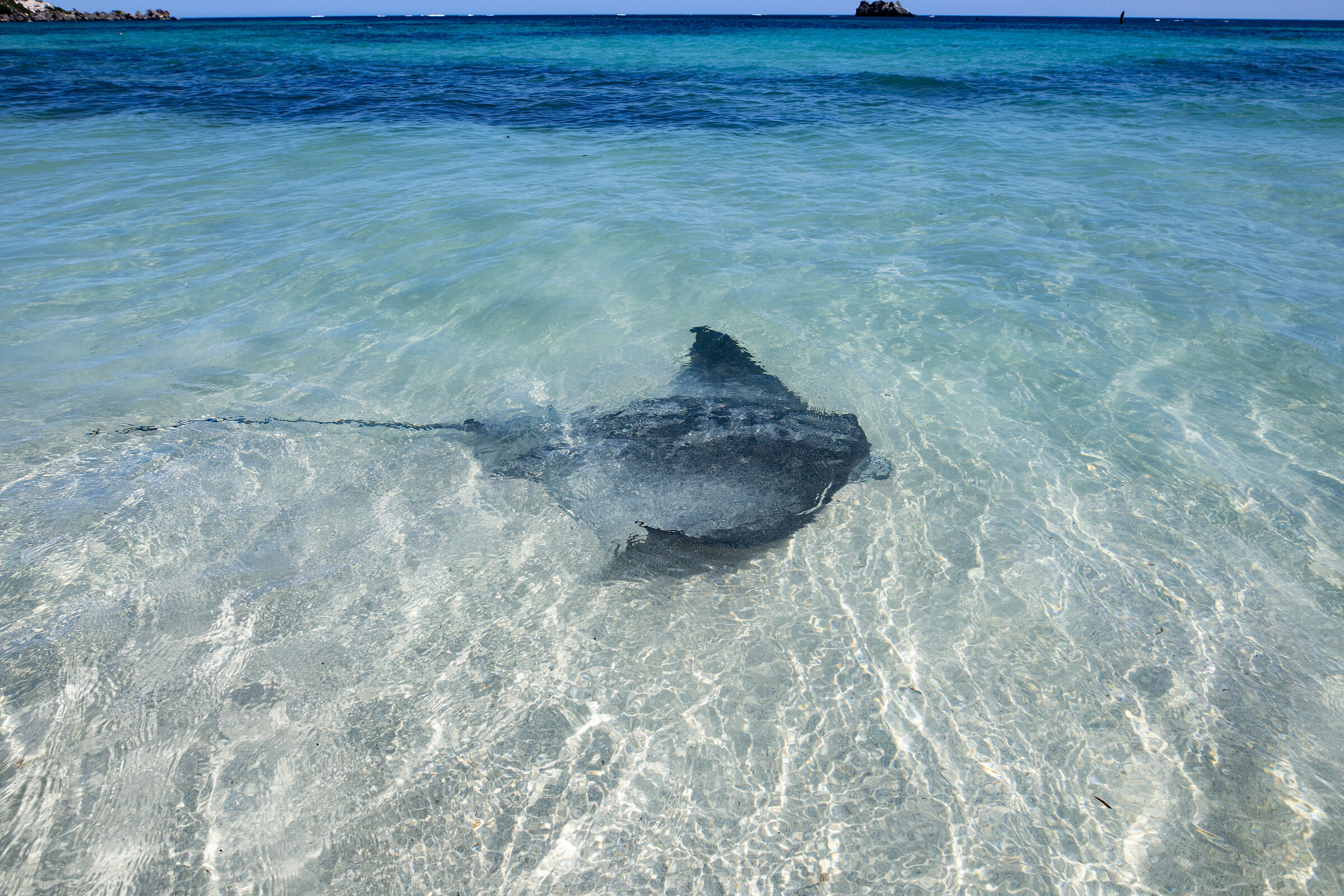 Manta ad Hamelin Bay