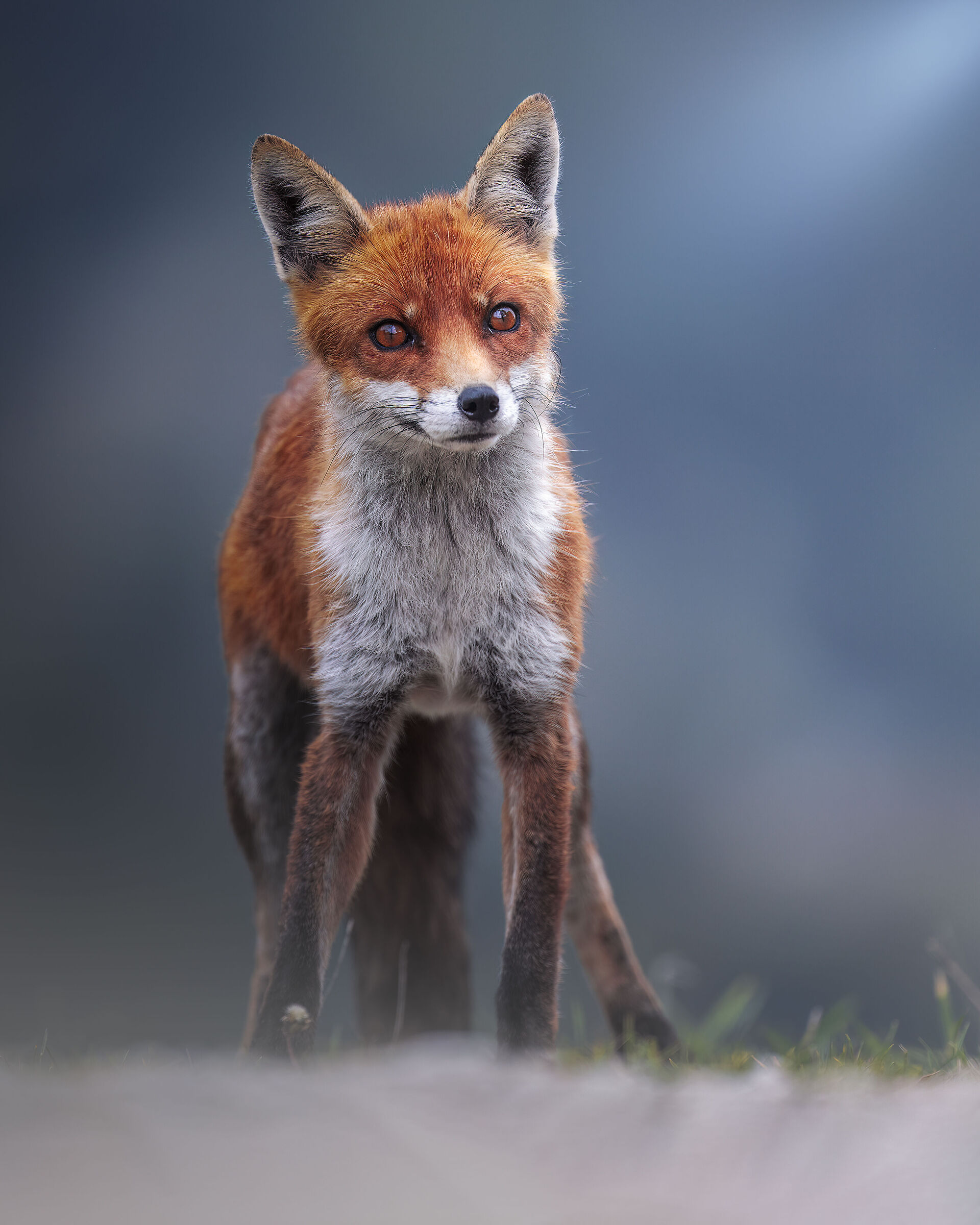 Fox
