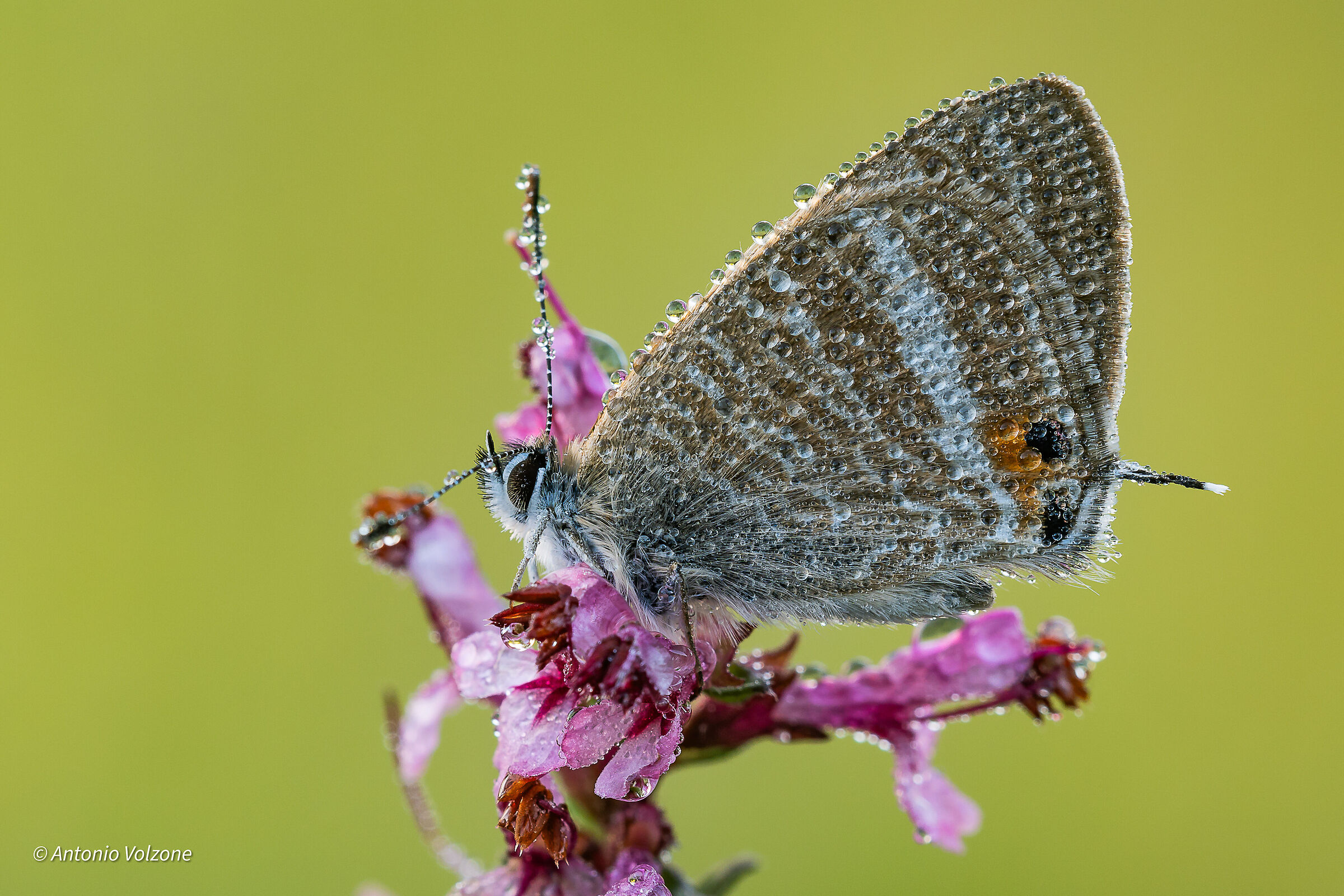 Lampides boeticus