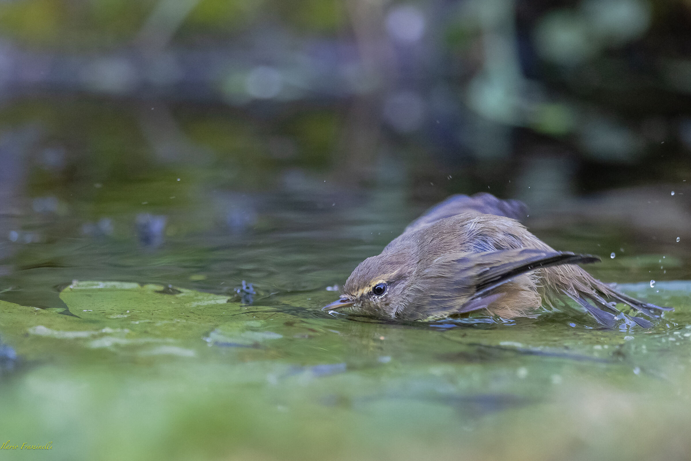 Bagnetto sulle ninfee del Luì piccolo