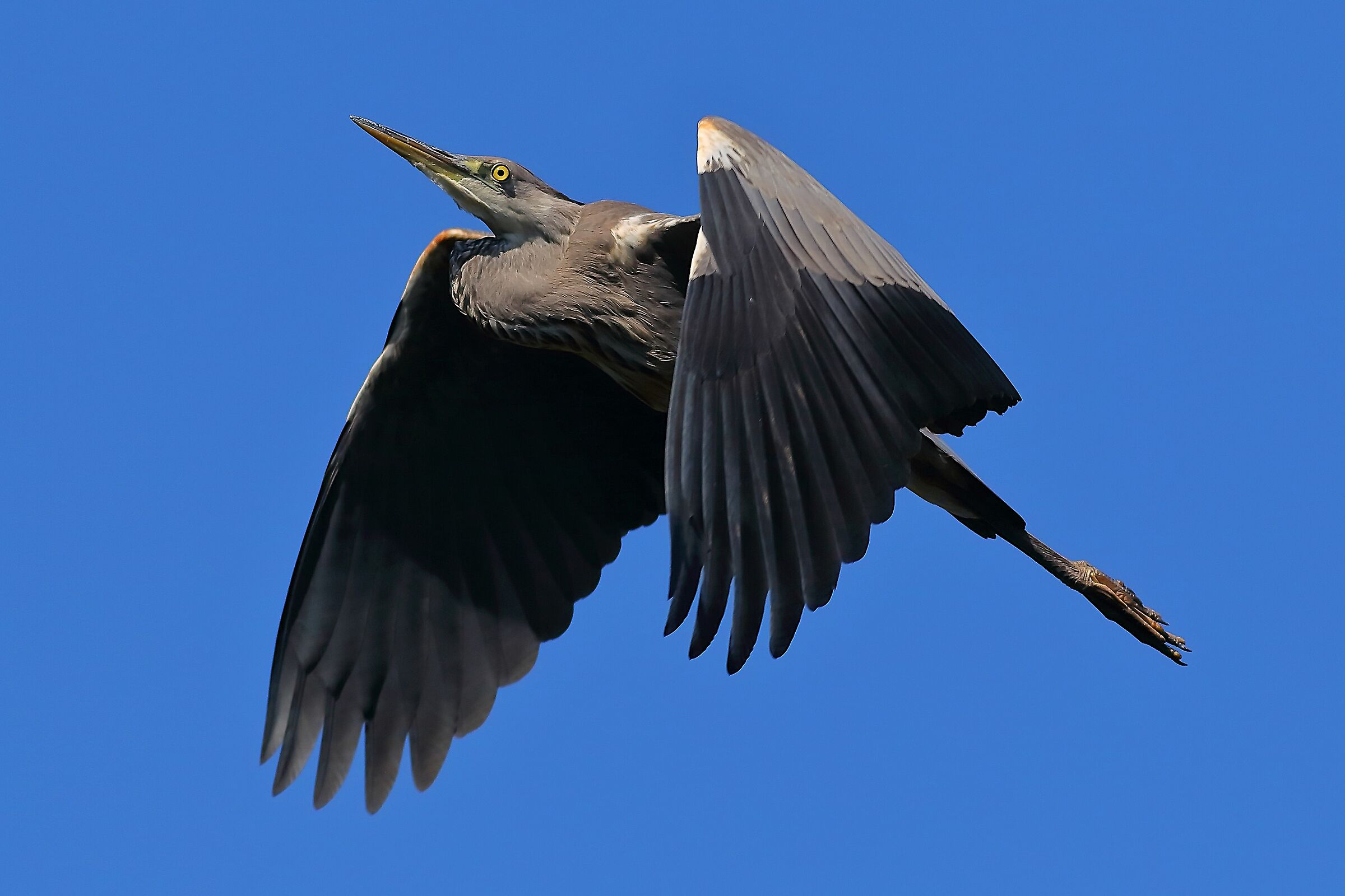 Cenerino 30 Settembre 2024 - 0316