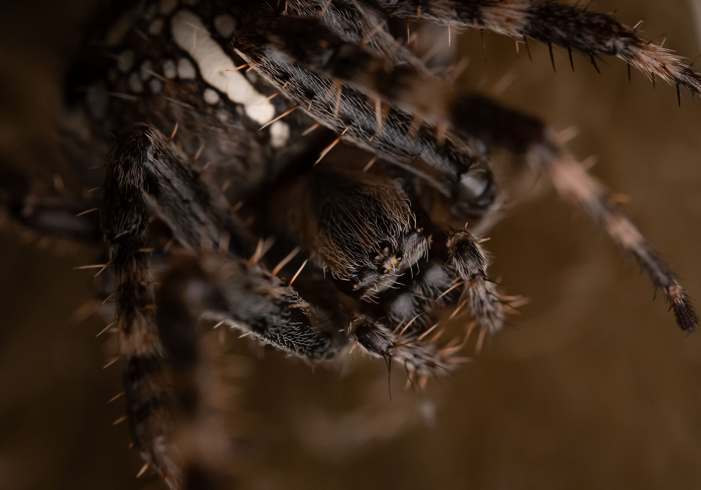Araneus diadematus (Spider cross)