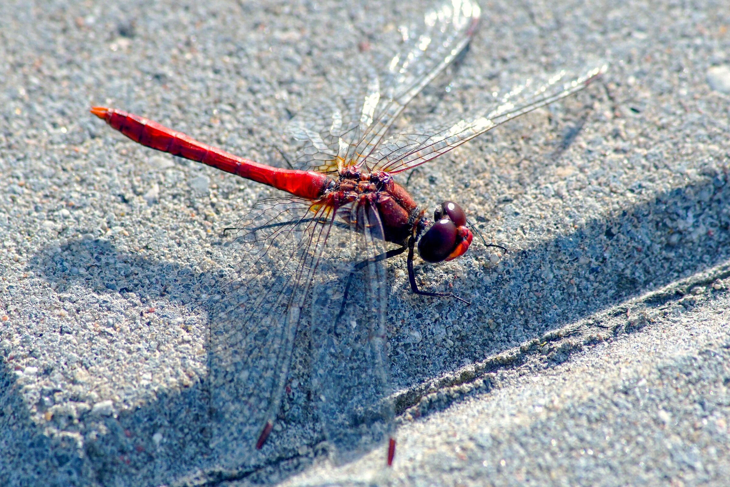Aninga rubiconda