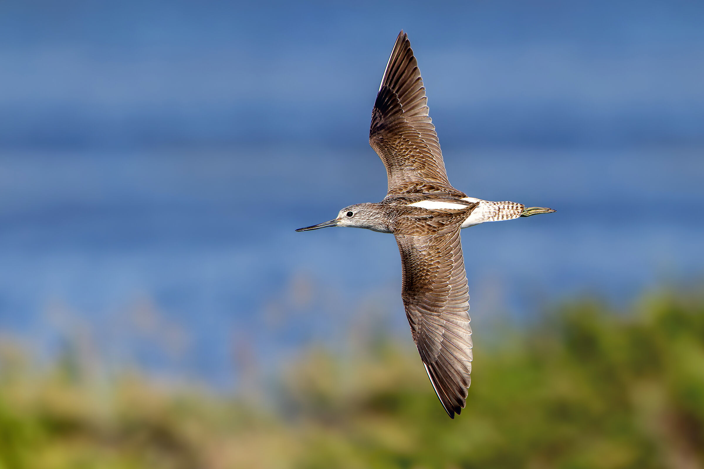 Marsh sandpiper