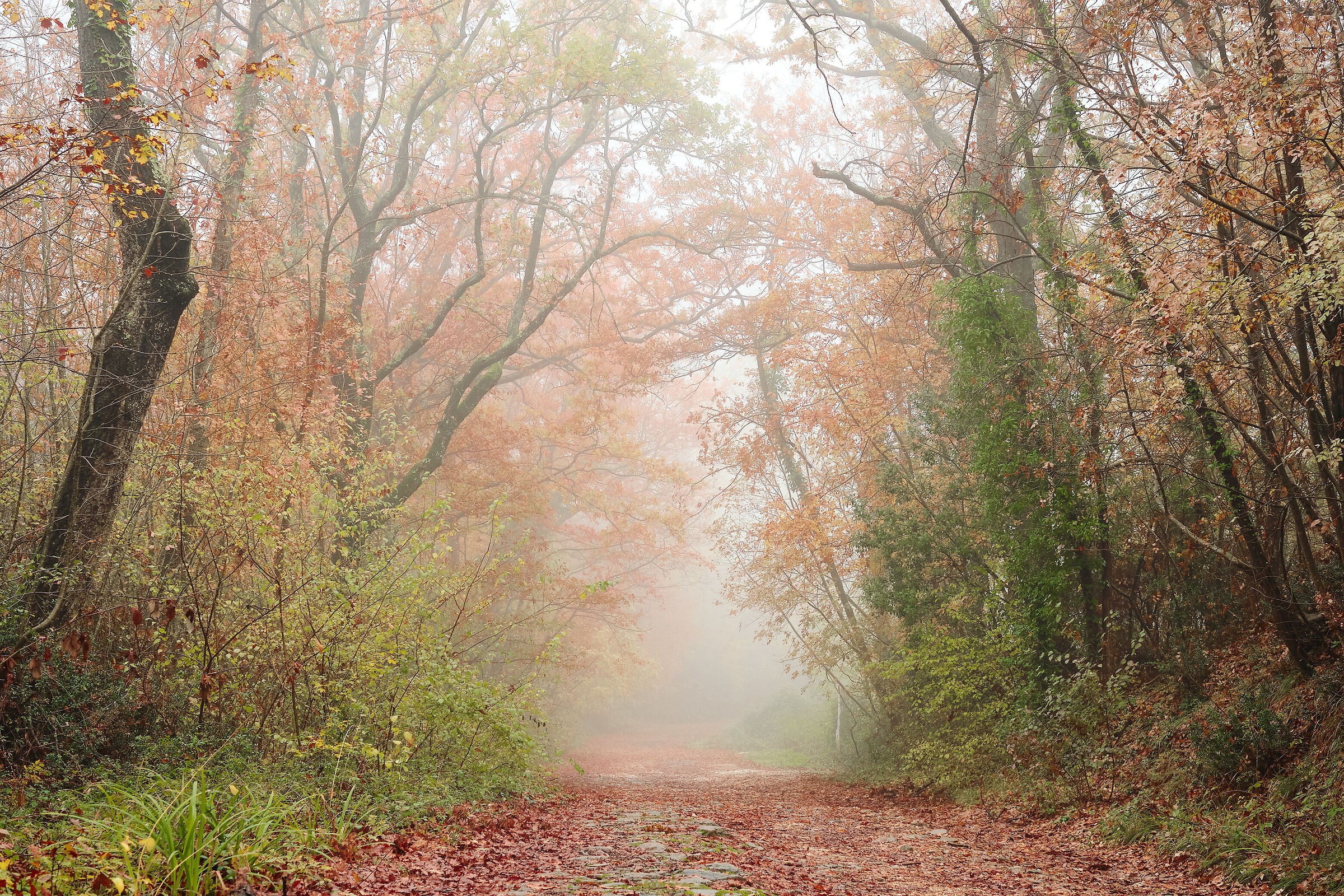 Bosco Montecchio con nebbia