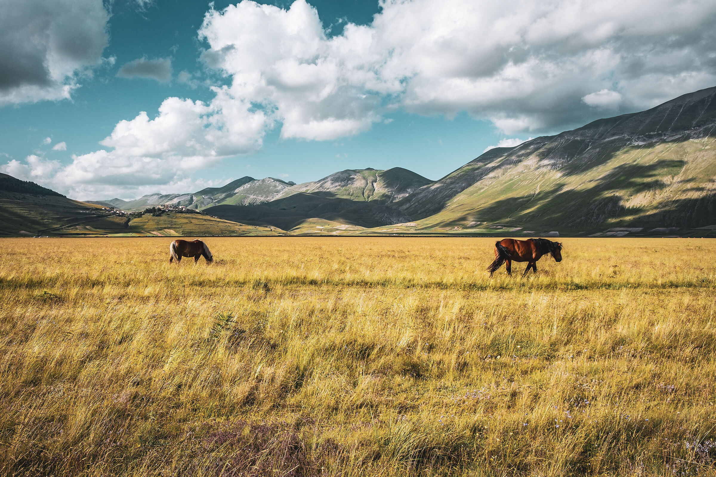 Pian Grande Castelluccio di Norcia