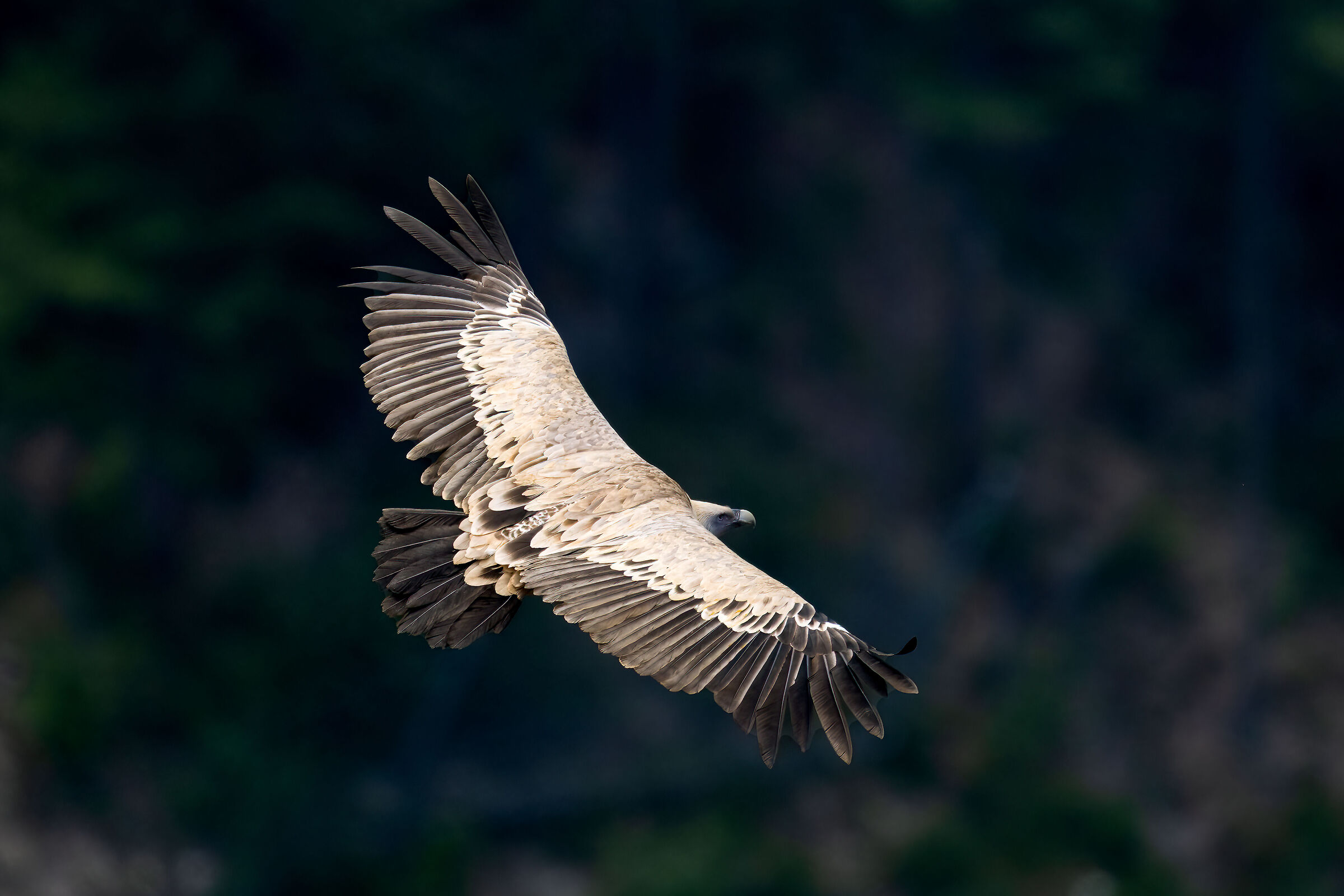 Griffin - Barronies Provencal