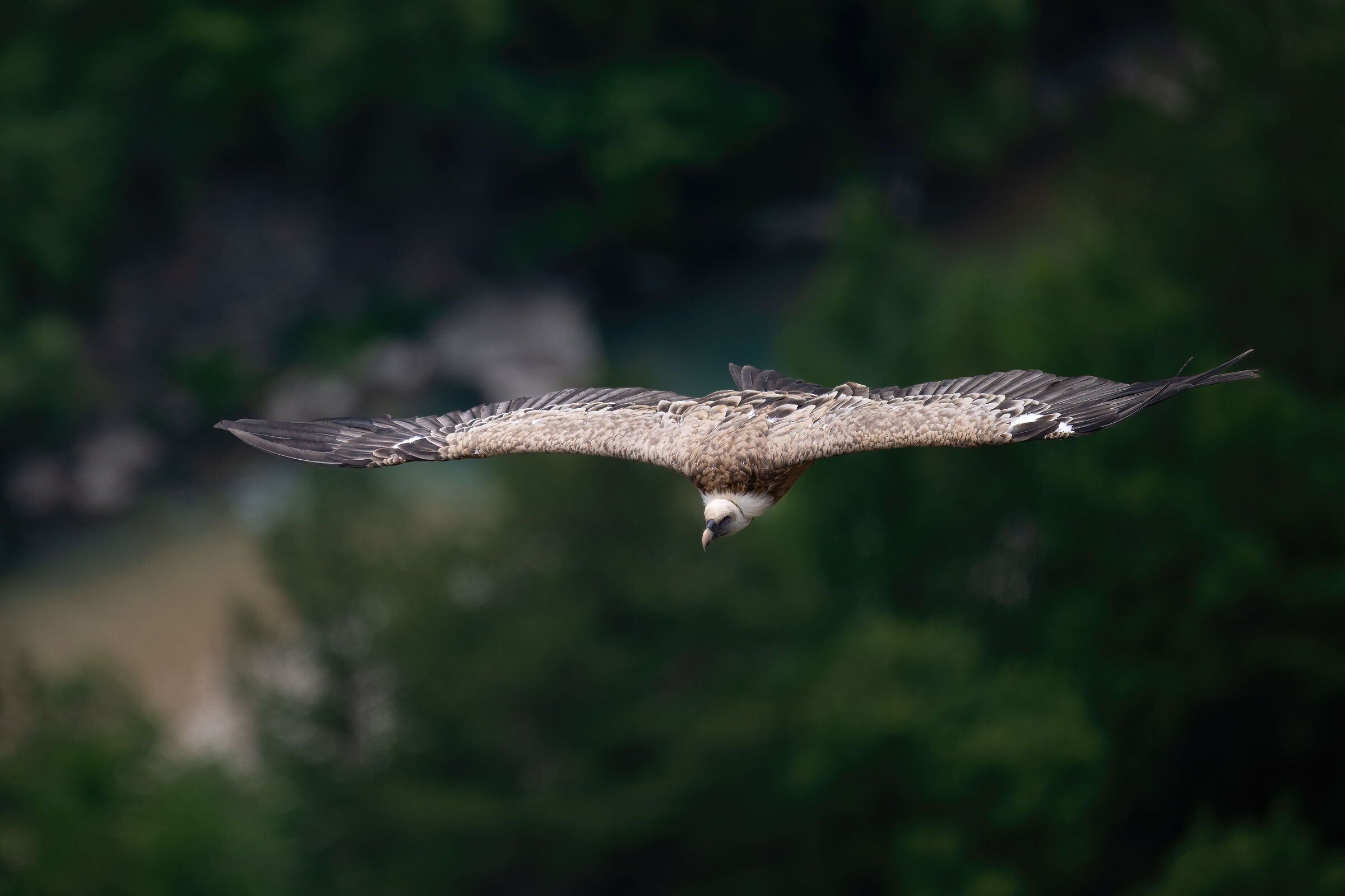 Griffin - Barronies Provencal
