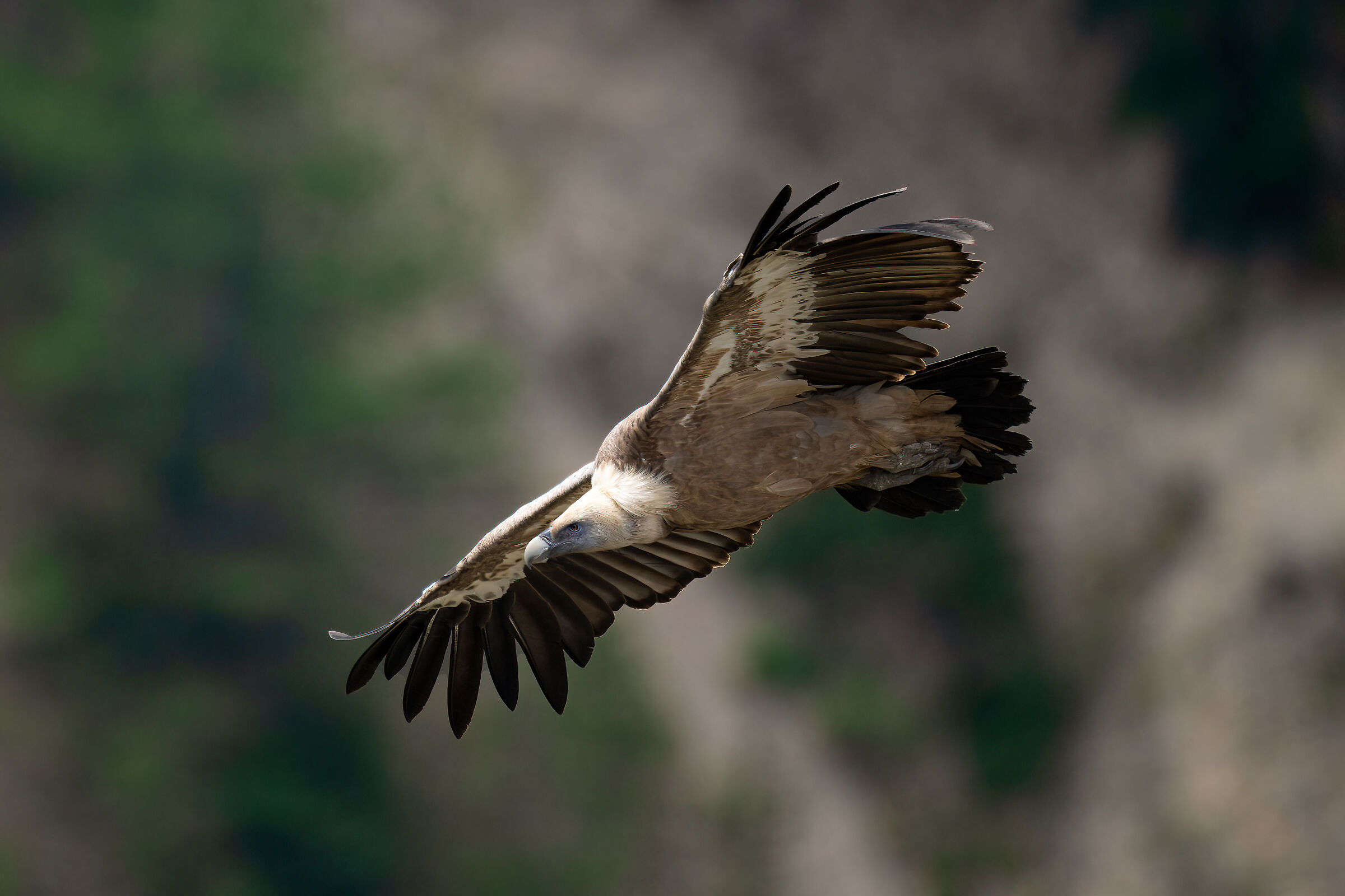 Griffin - Barronies Provencal