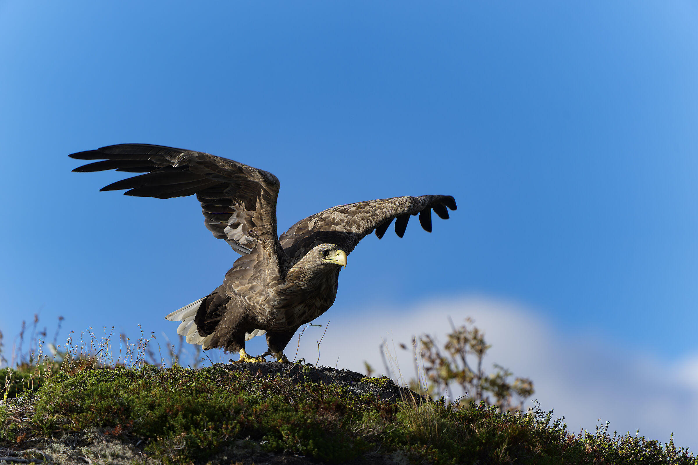 Aquila di mare