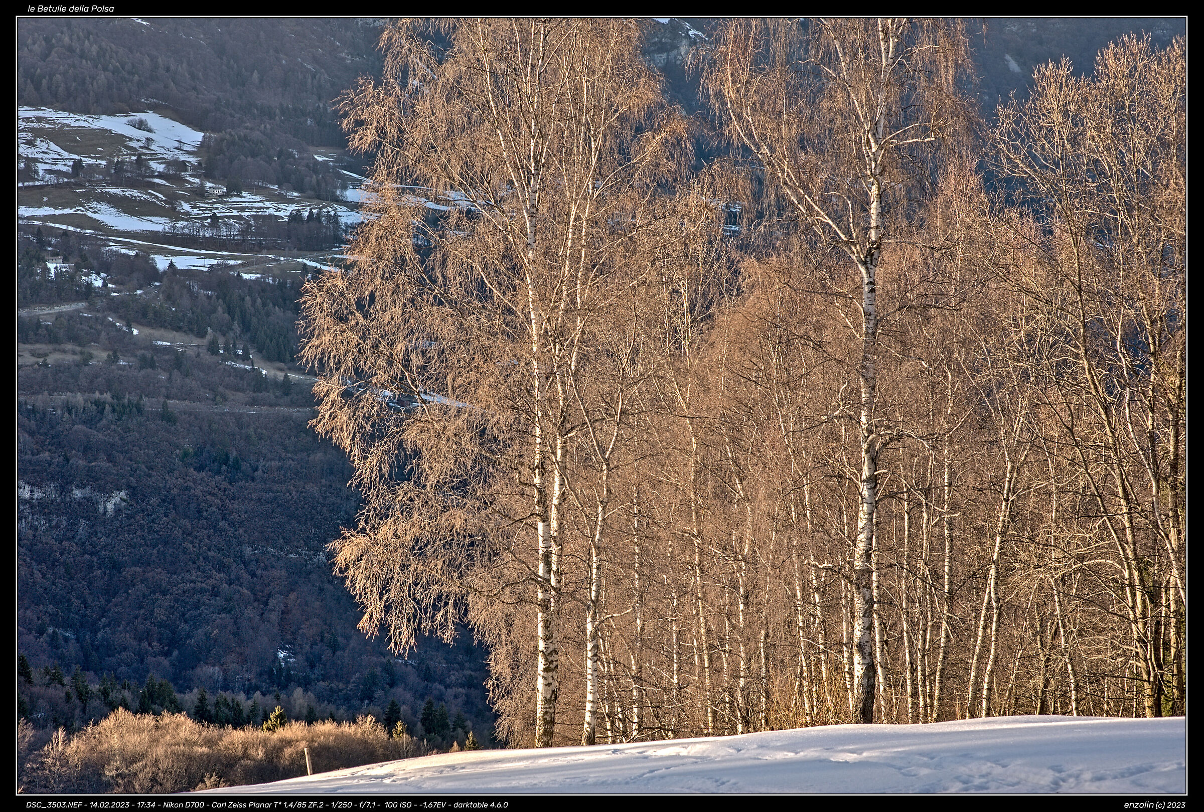 the Birches of the Polsa