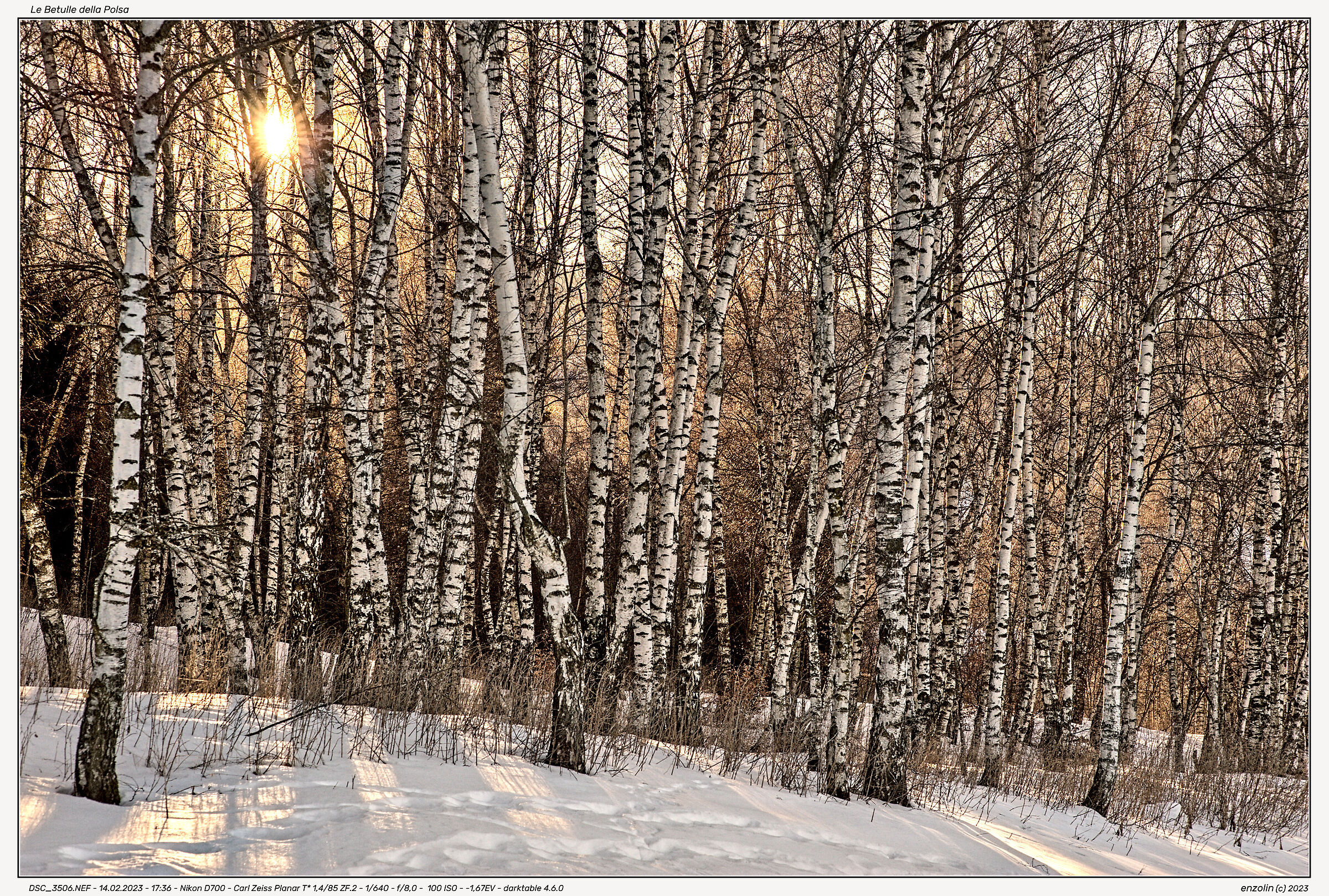 the Birches of the Polsa