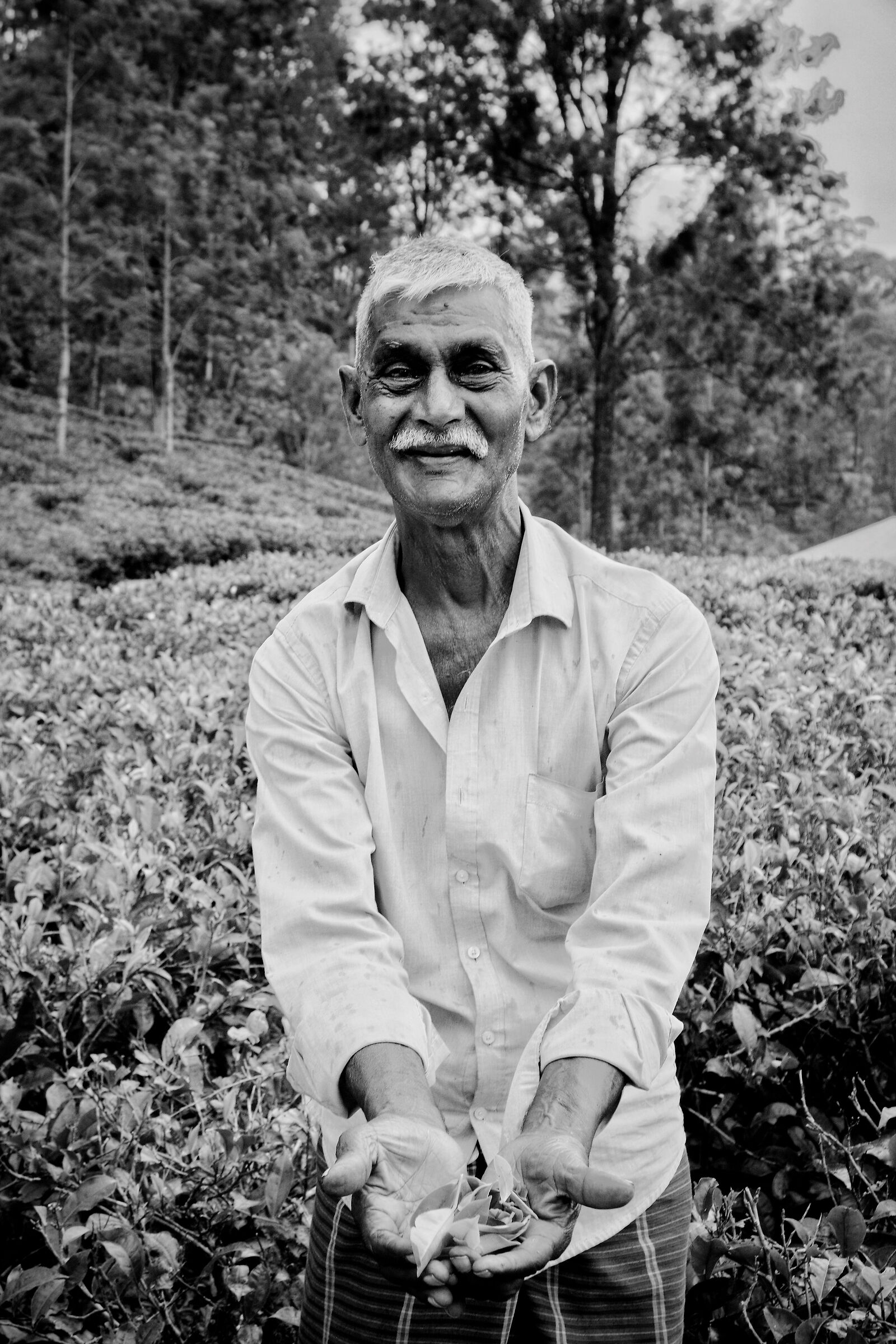 Bluefield Tea factory