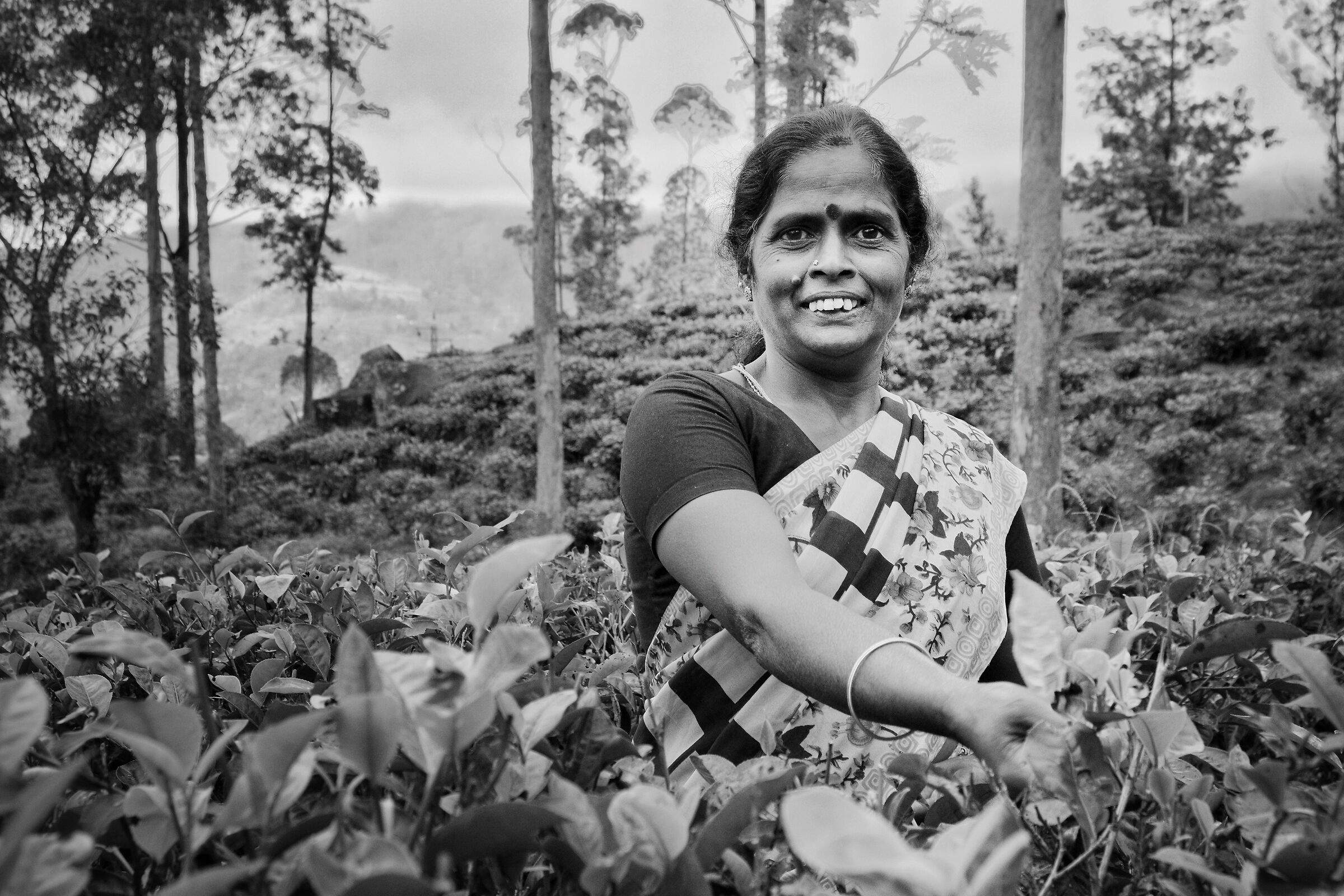 Bluefield Tea factory