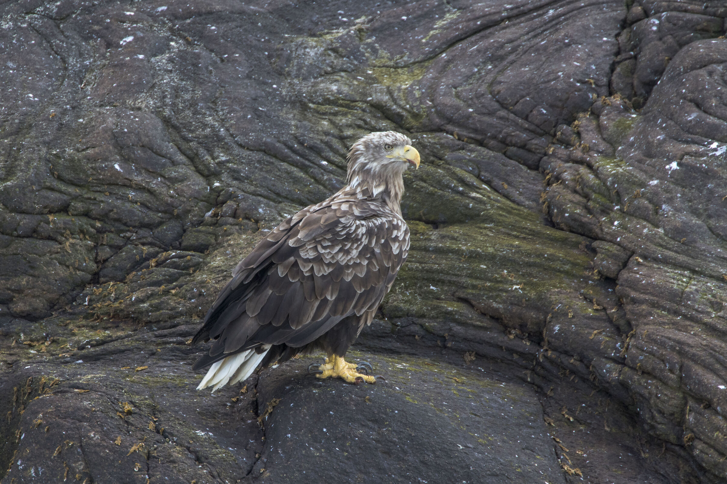 Sea Eagle Gjesværst Nature Reserve, Norway
