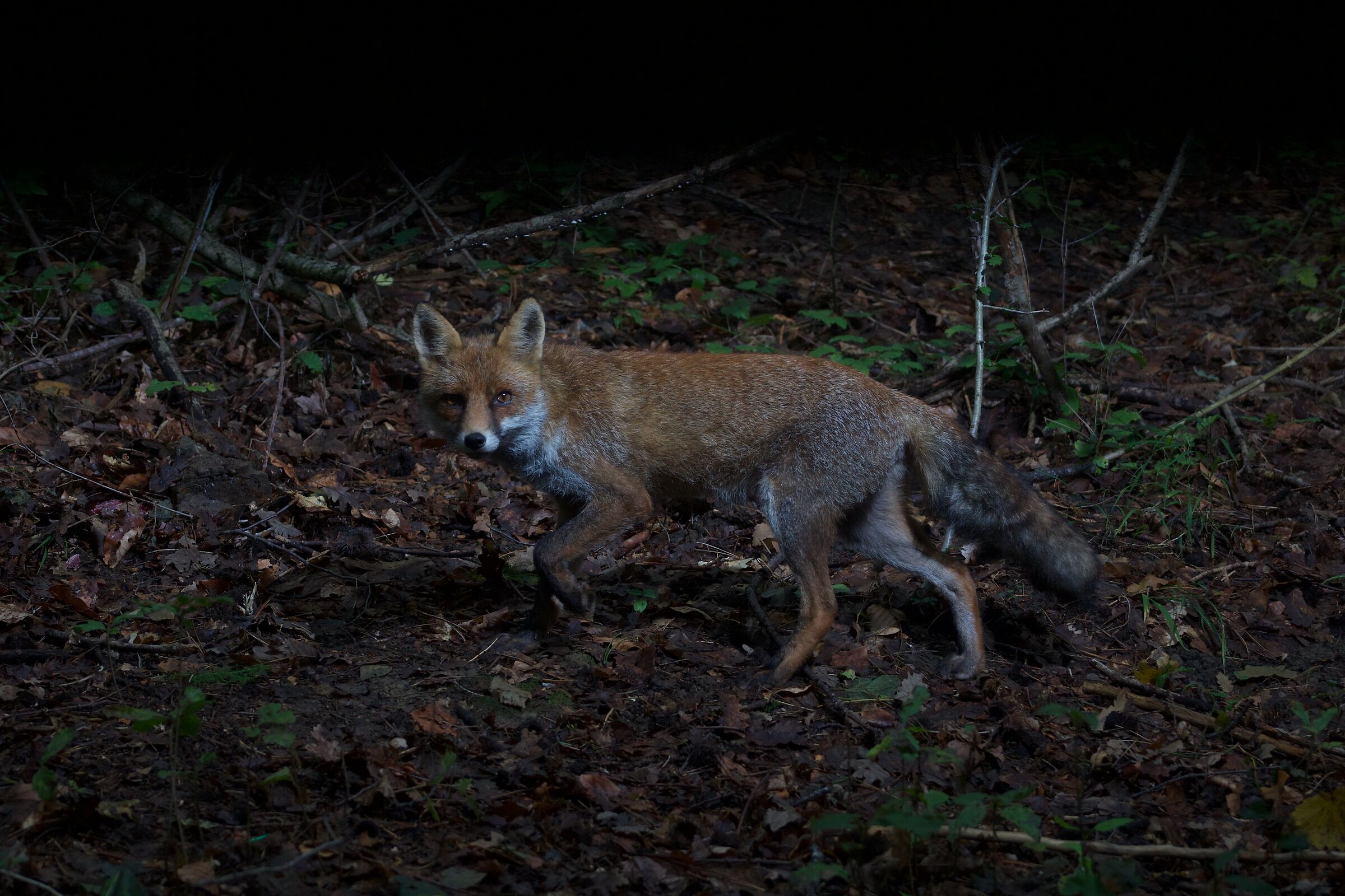 fox looks for grapes