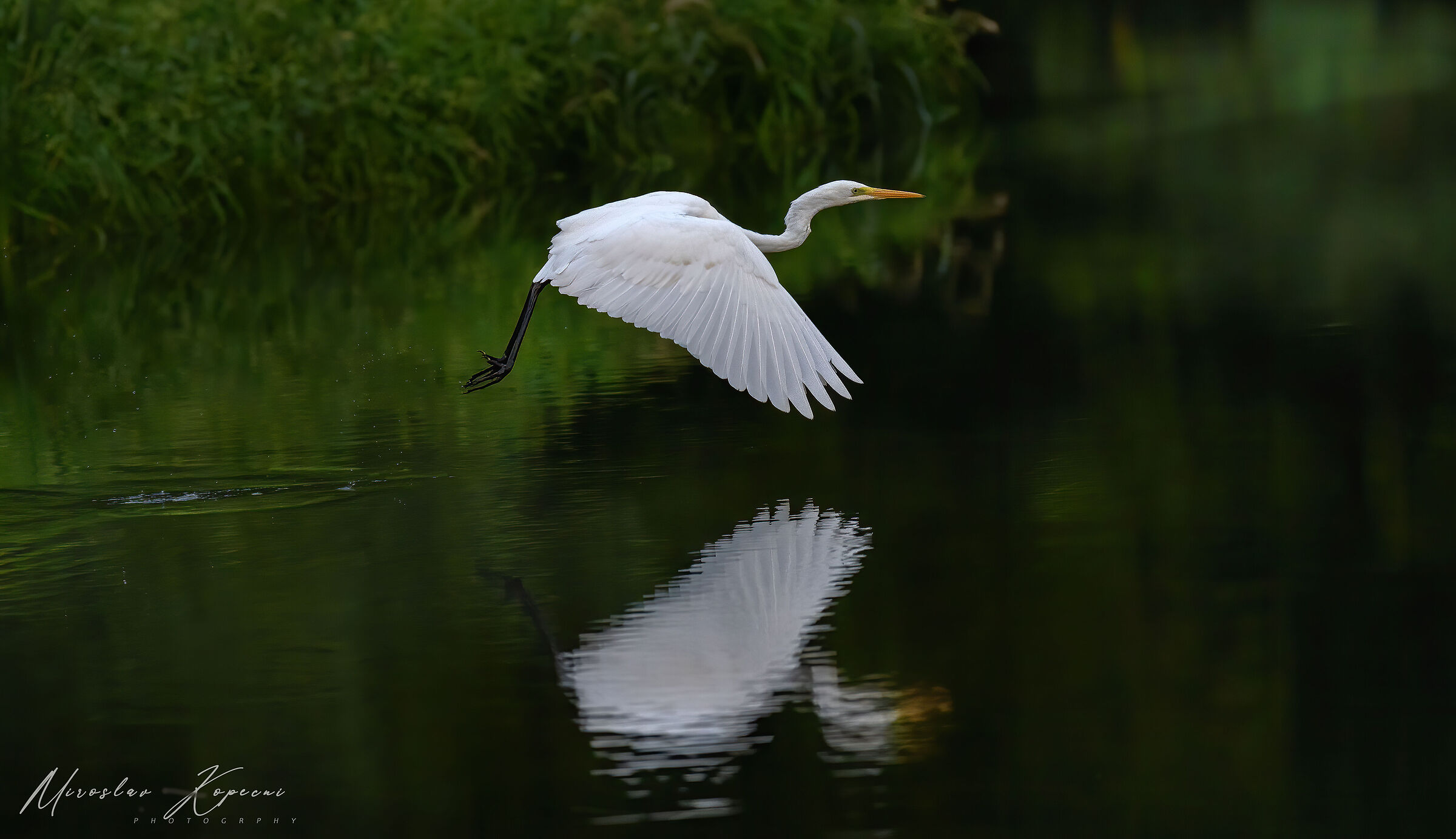 White heron