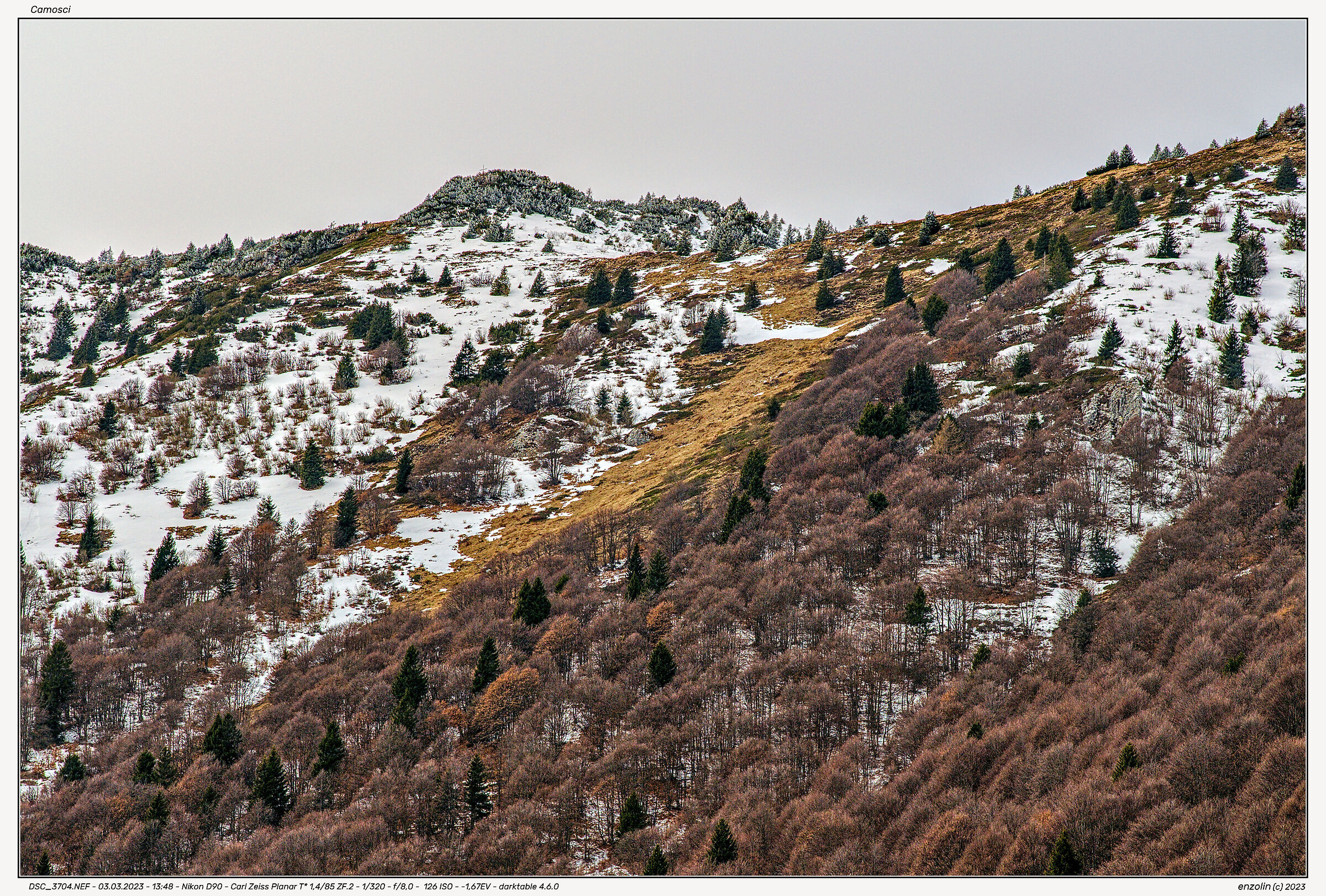 Chamois