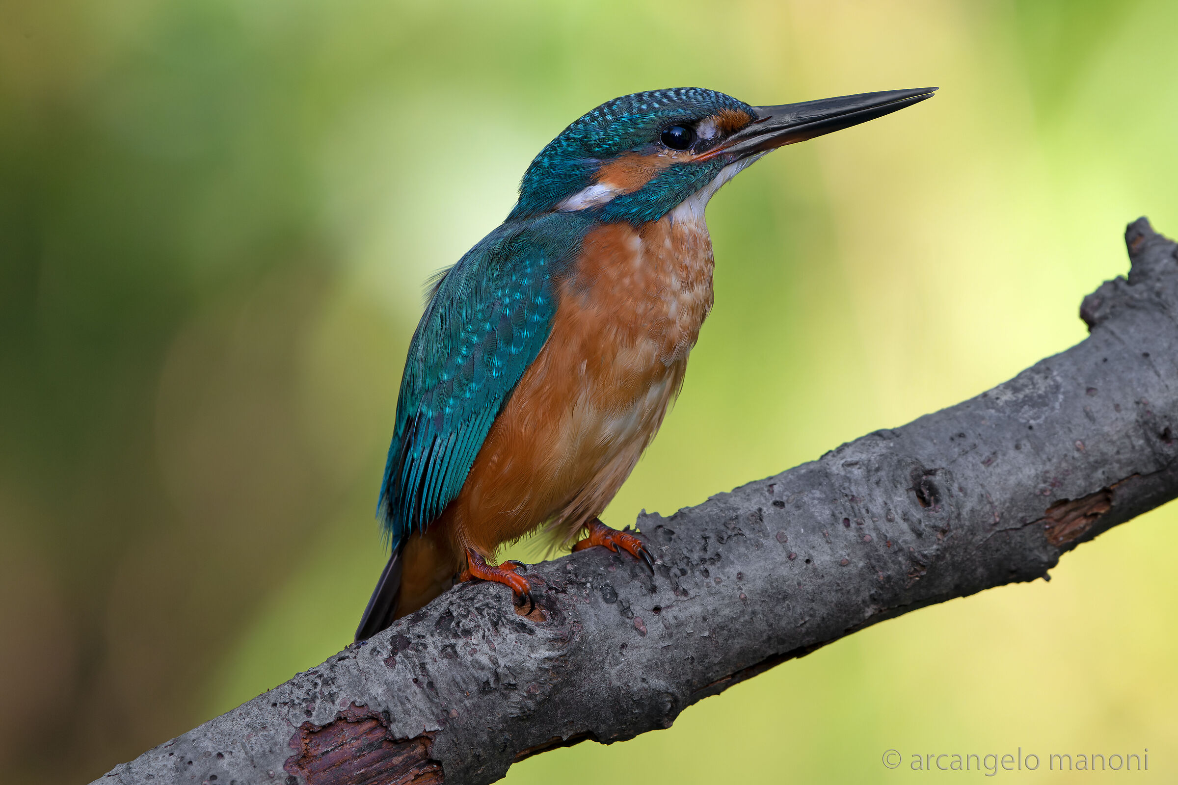 Luce del primo mattino sul martino