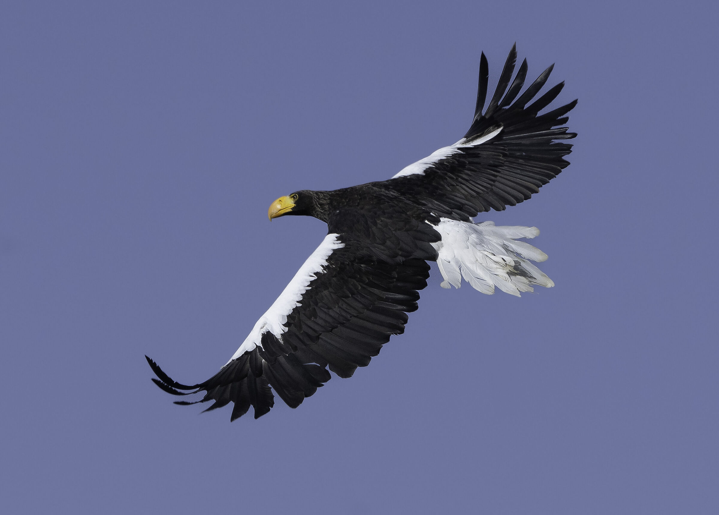 Aquila di mare di Steller