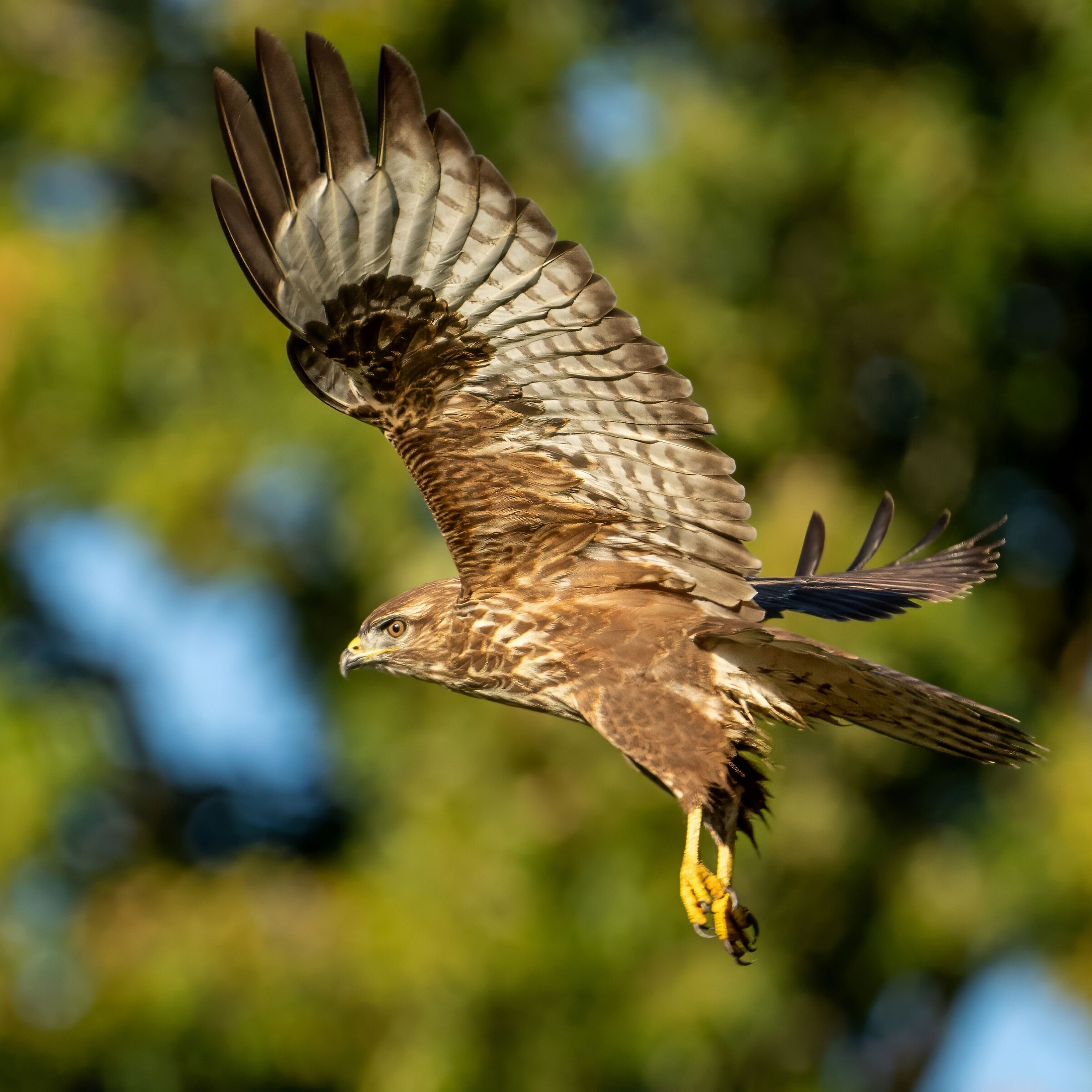 Buzzard patrolling