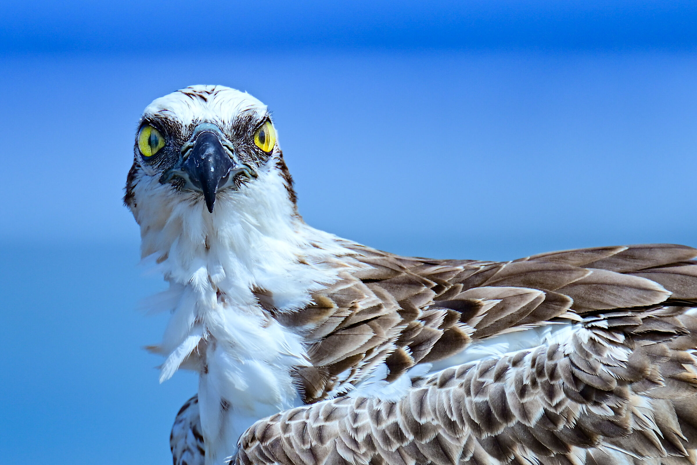 Portrait of the Fisherman