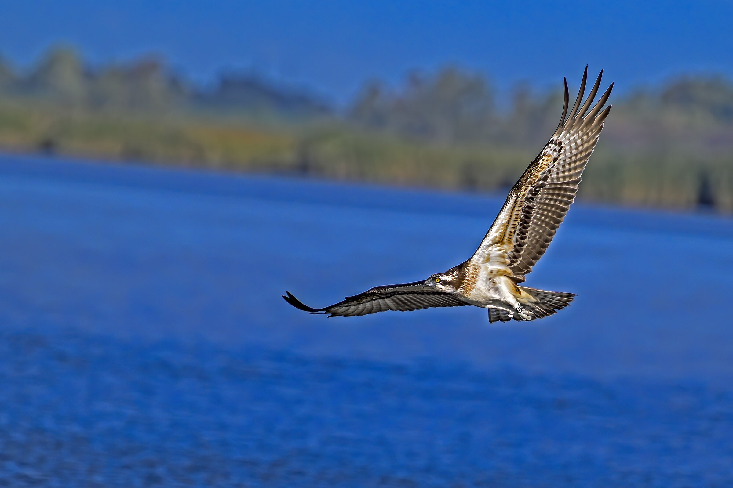 LIPU Osprey of Massaciuccoli LU